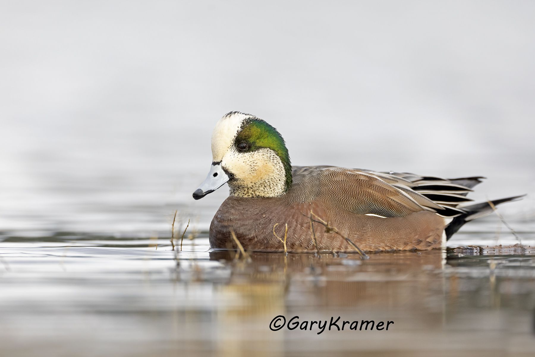 American Wigeon (Anas americana) - NBWW#2387d