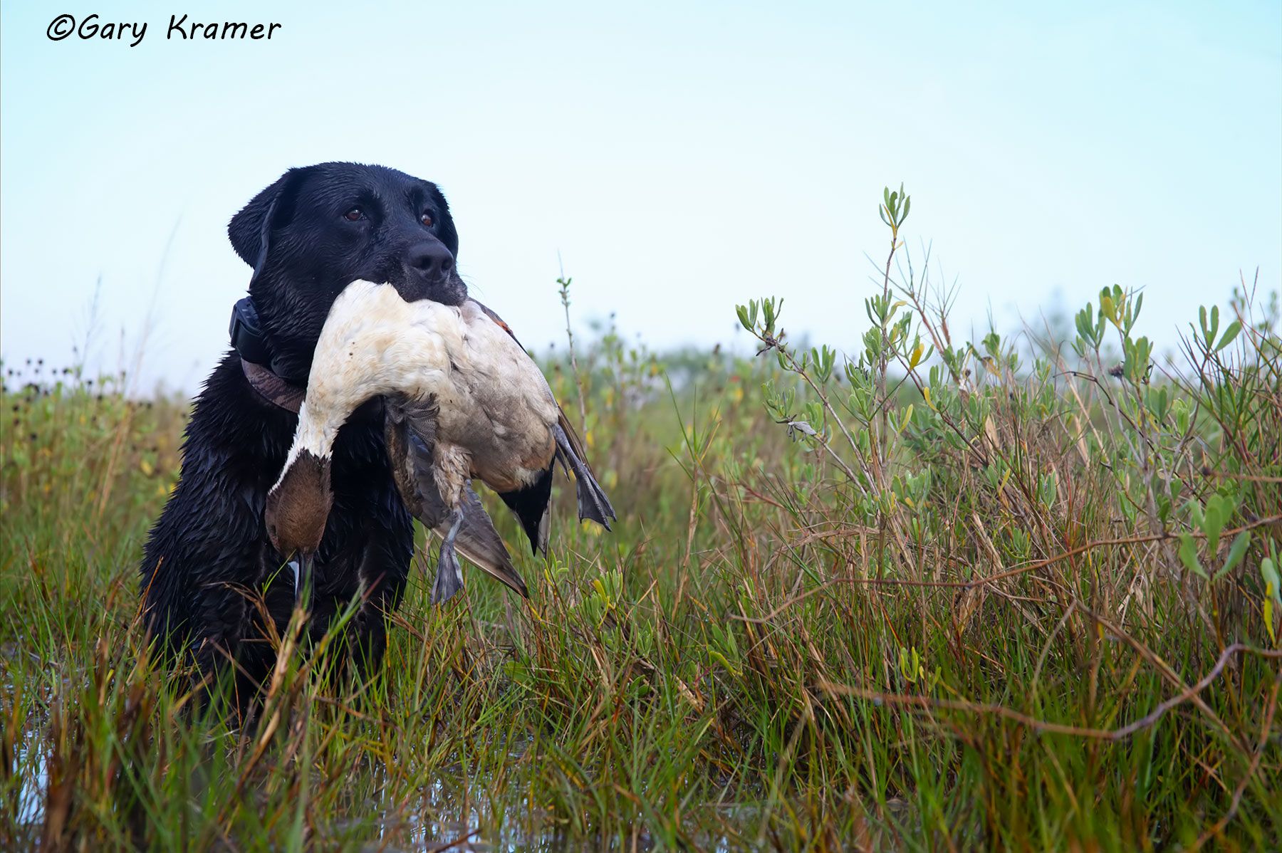 Black Labrador Retriever w/Northern Pintail - HDLbp#068d