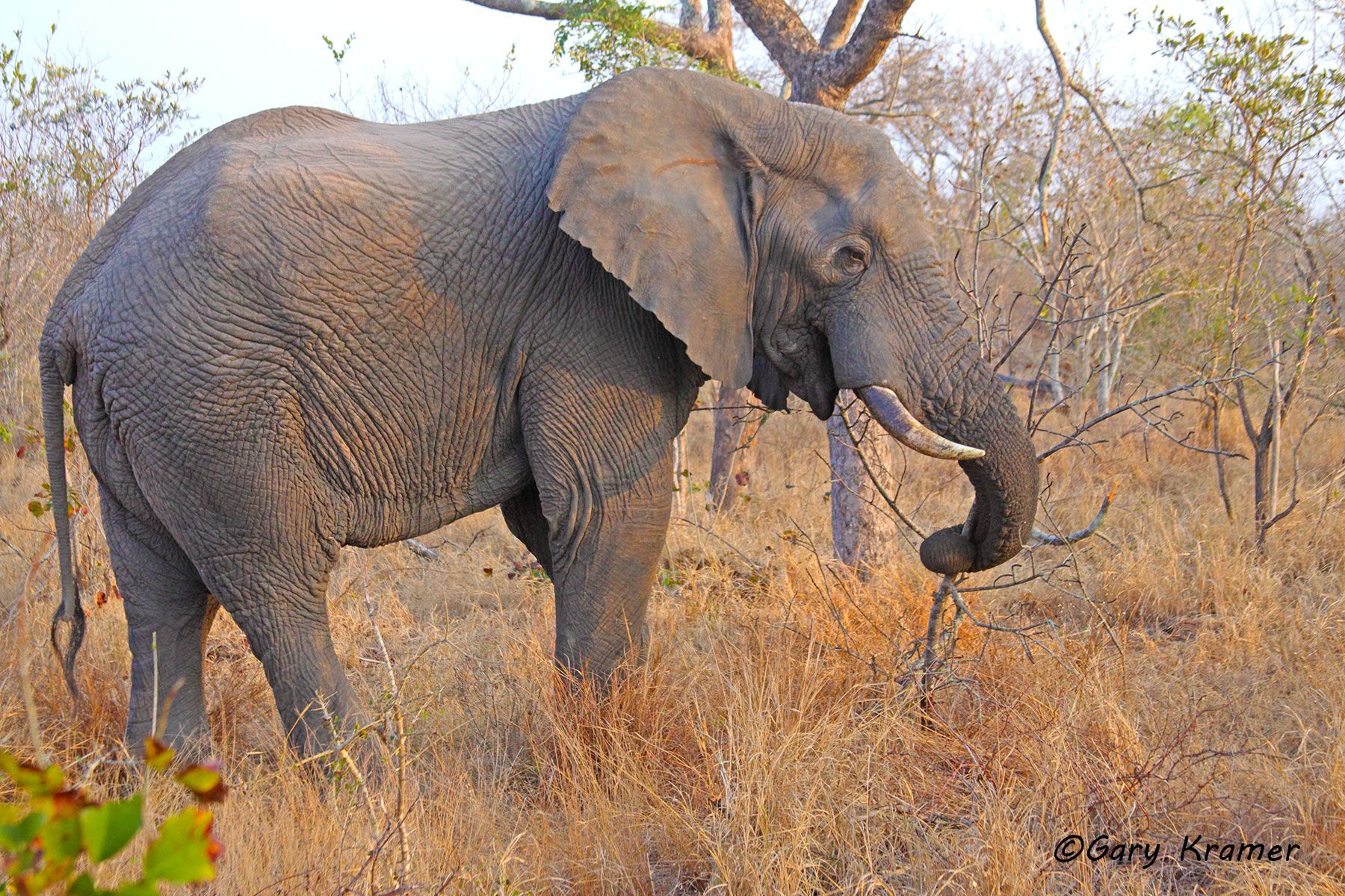African Elephant (Loxodonta africana) African Elephant (Loxodonta africana) - AME#925d