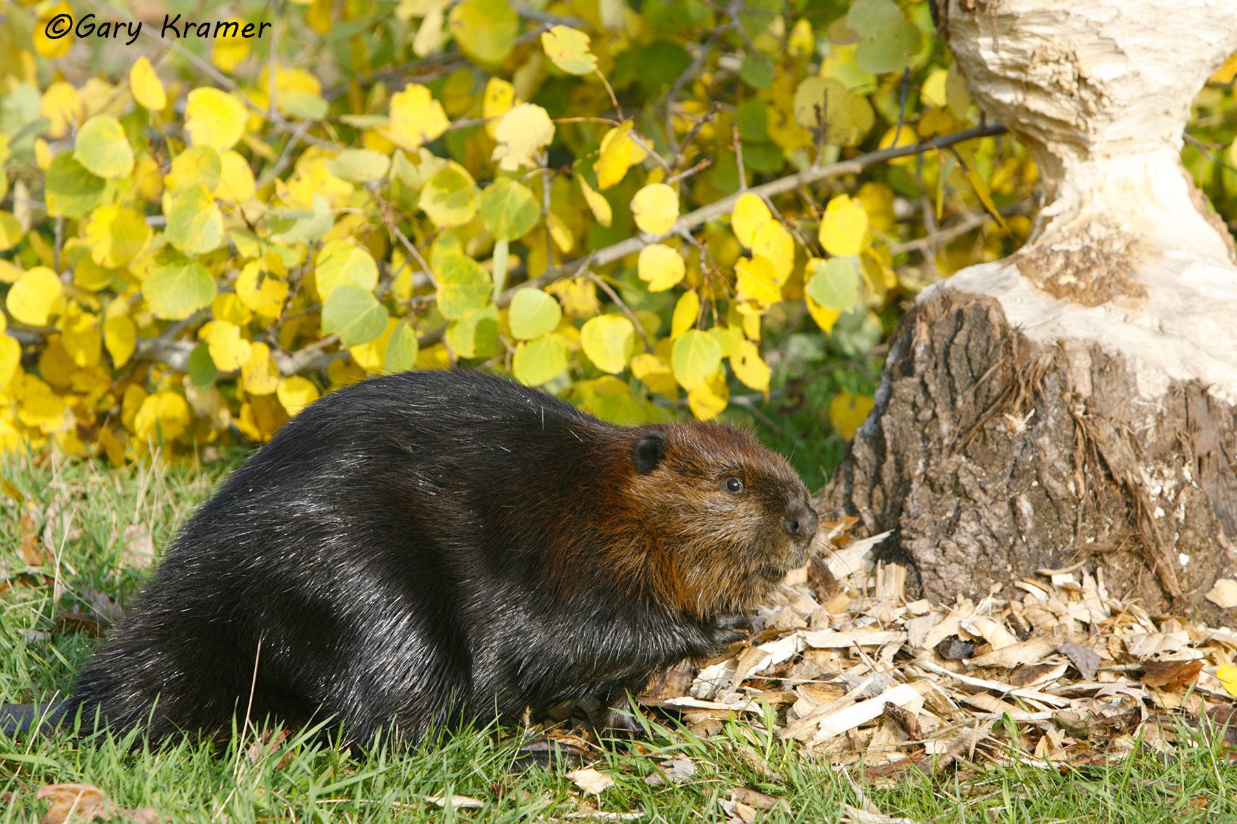 Beaver (Castor canadensis) Montana, USA by GaryKramer.net, 530-934-3873, gkramer@cwo.com Beaver (Castor canadensis) - NMOB#080d