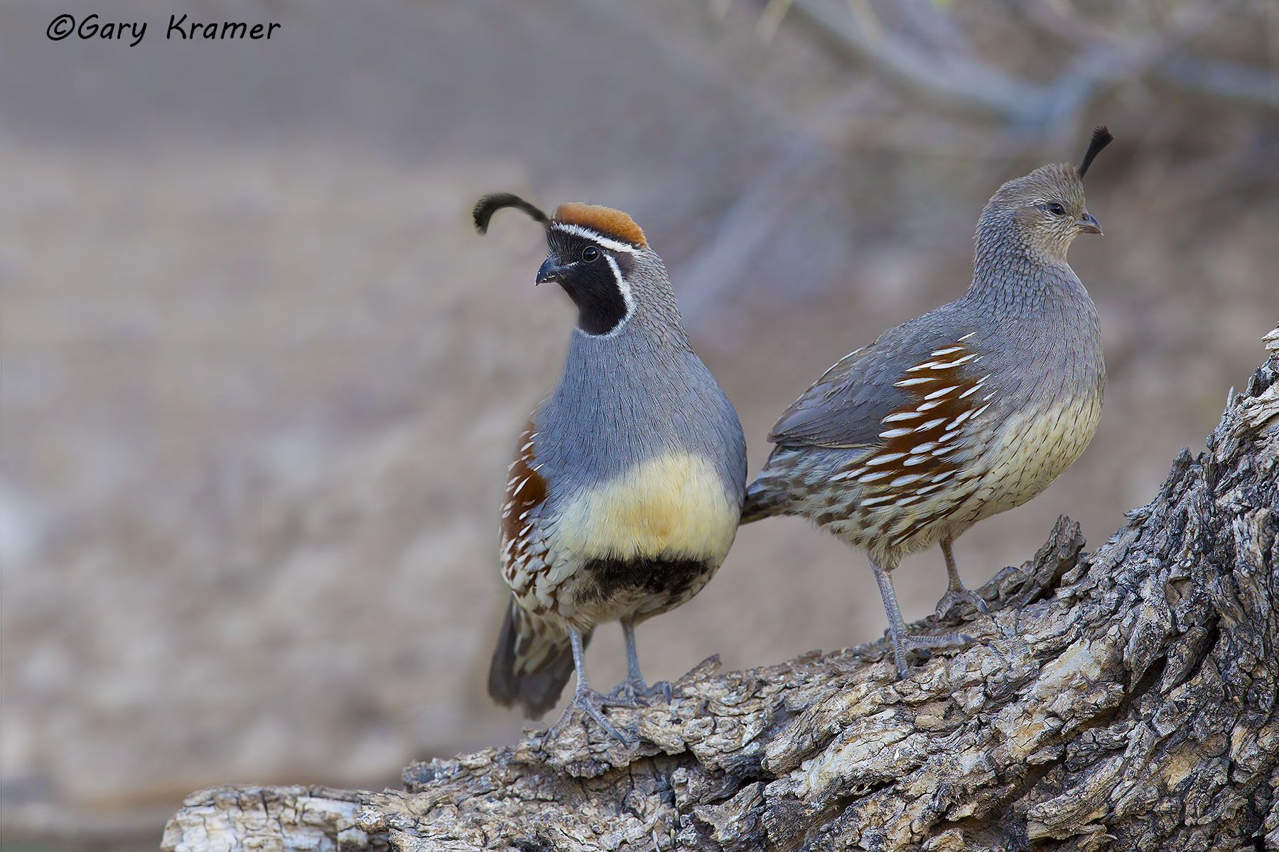 Gambel's Quail (Callipepla californica) Gambel's Quail (Callipepla gambelii) - NBGQg#321d