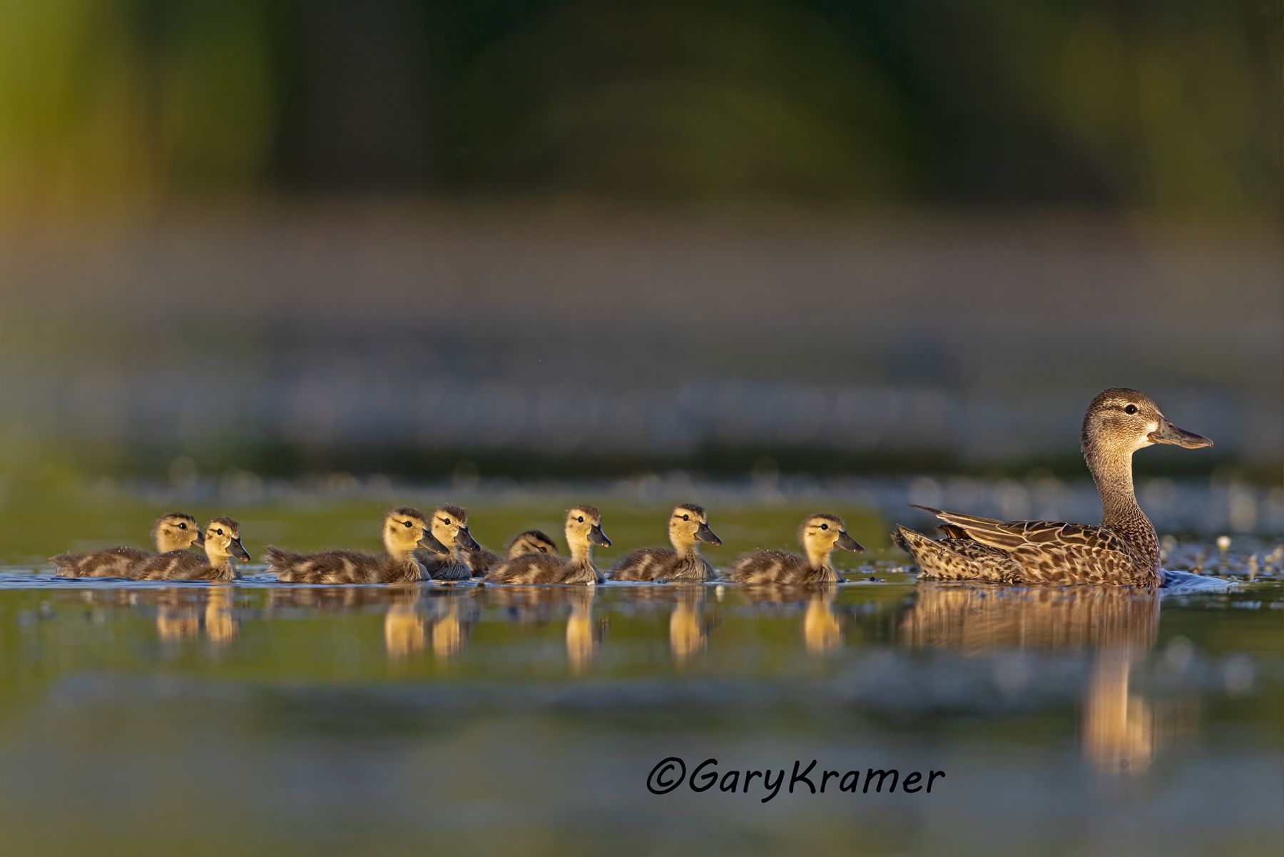 Blue-winged Teal (Anas discors) - NBWTb#1741d(2)