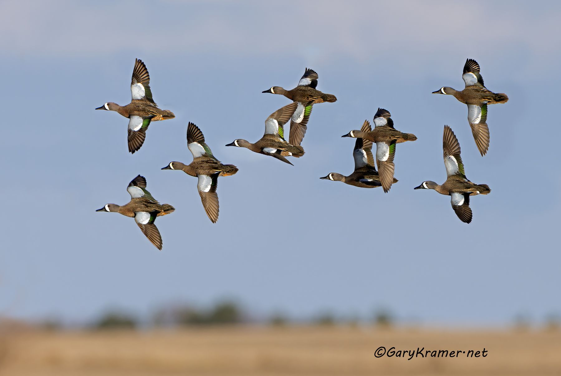 Blue-winged Teal (Anas discors) - NBWTb#1909d(3)