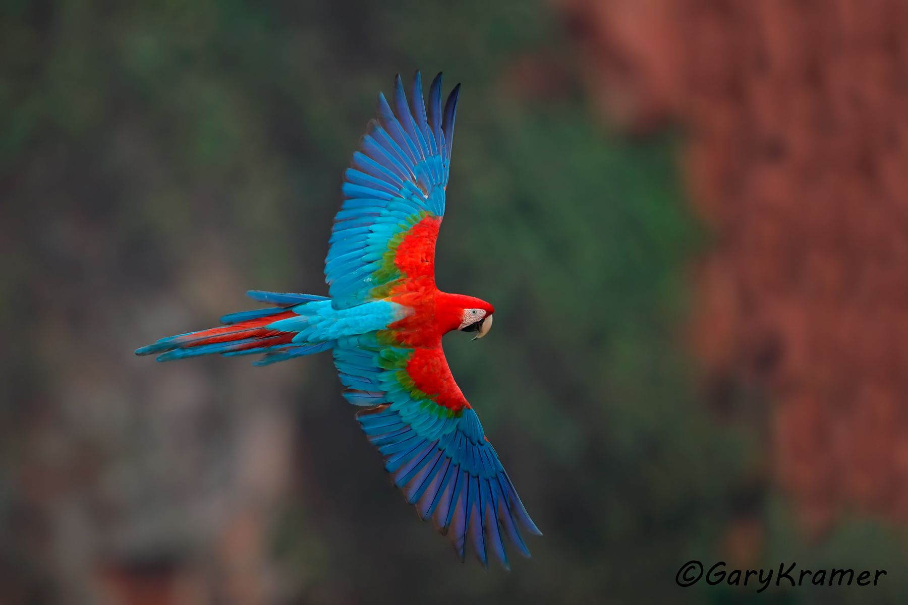 Red and Green Macaw (Ara chlorptera) - SBMrg#144d