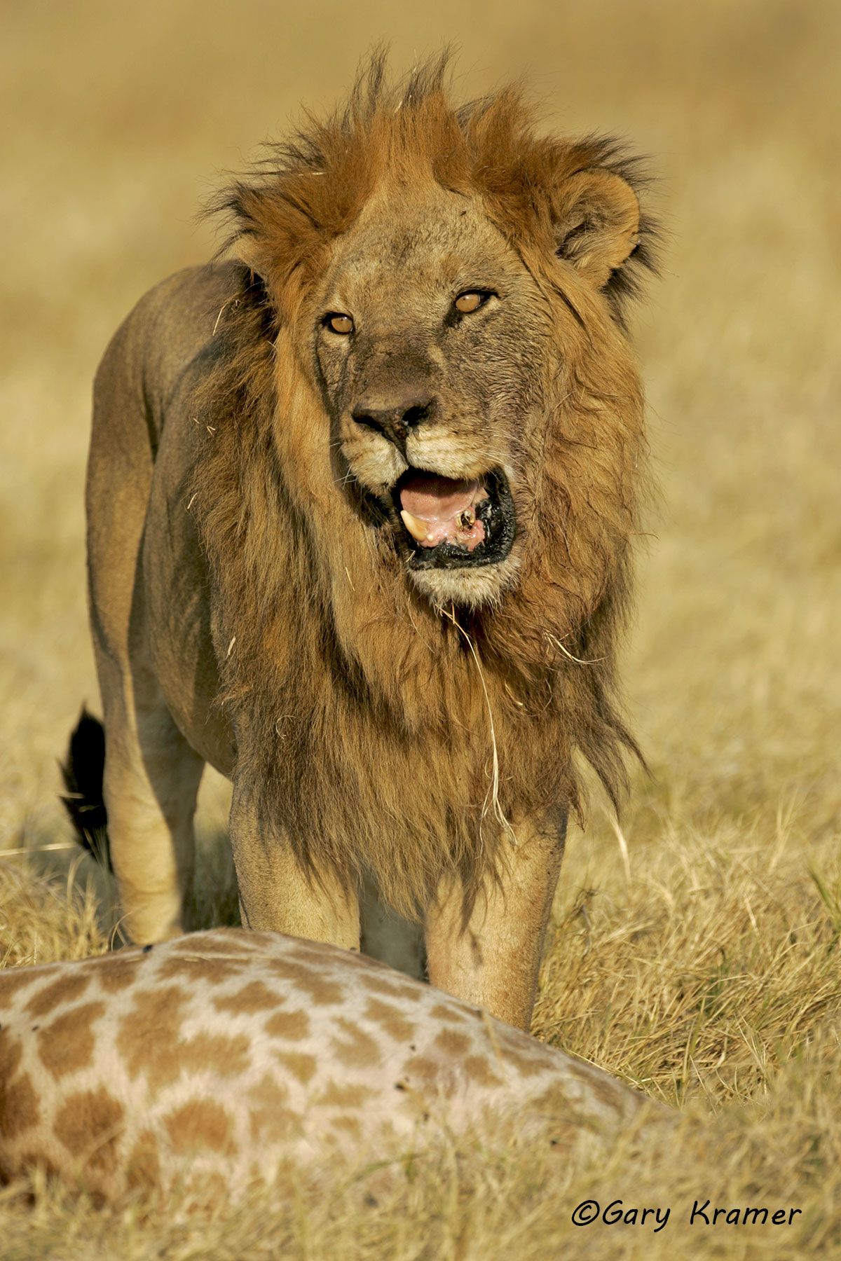 African Lion/Giraffe kill African Lion/Giraffe kill - AMPAG#071d