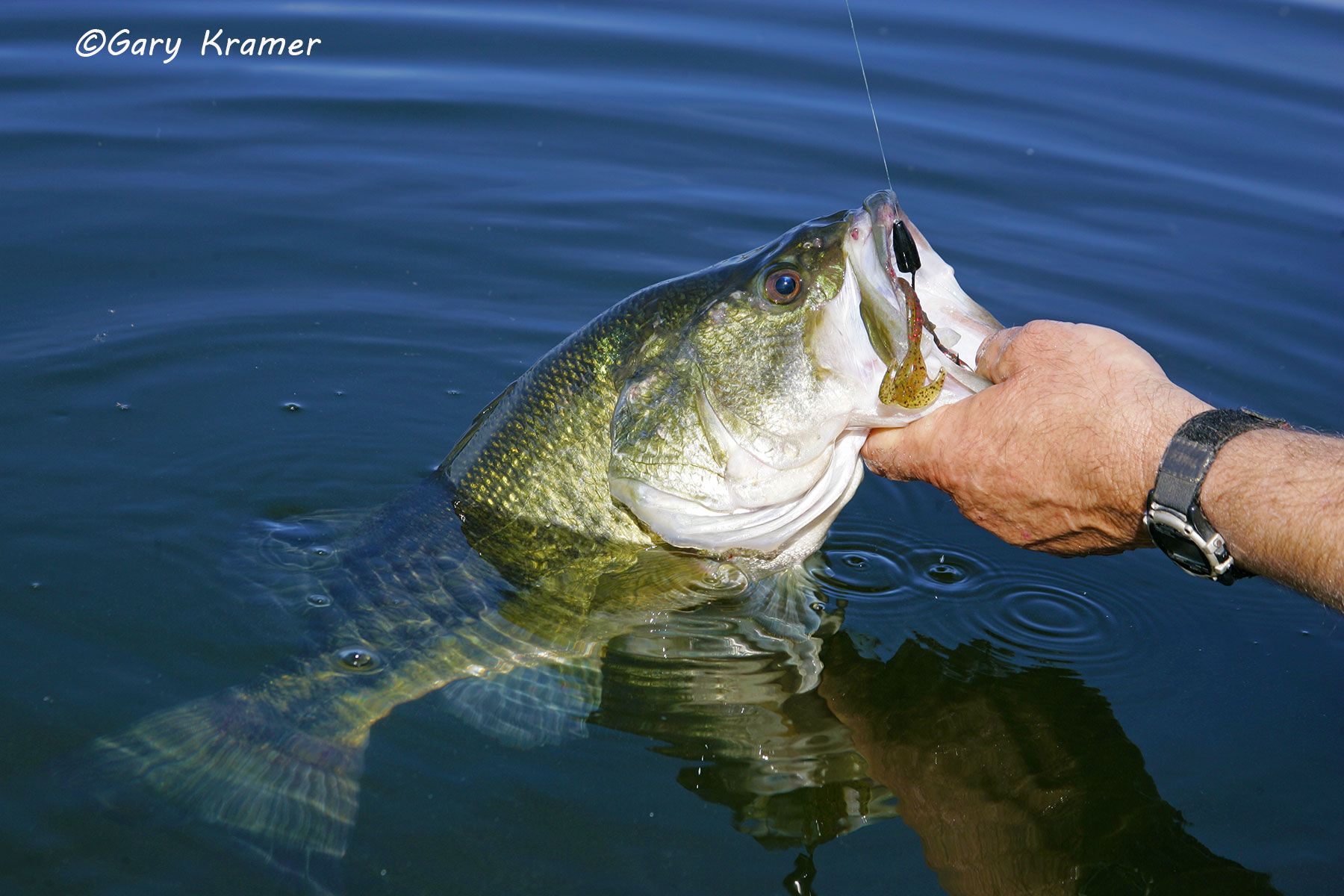 Largemouth Bass/plastic lizard - NFFBl#131d