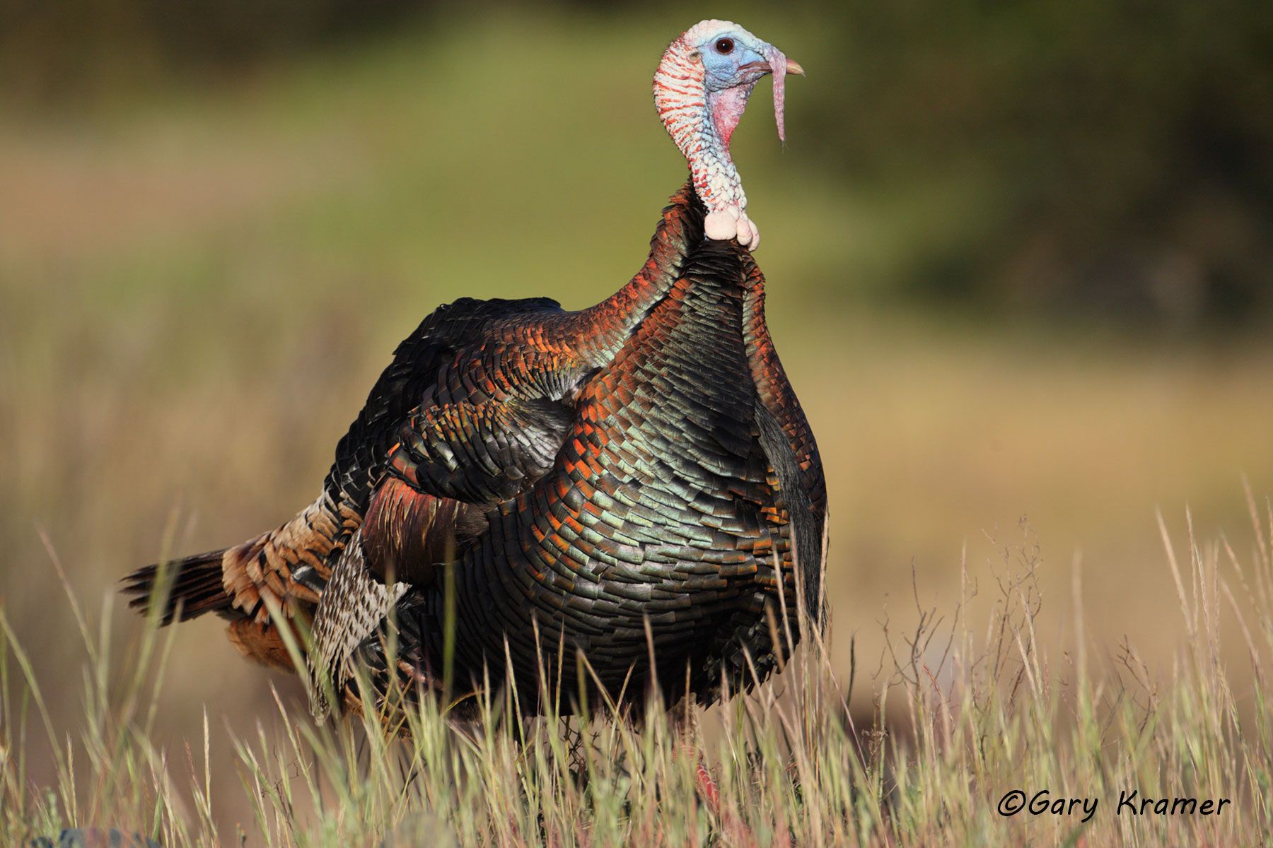 Wild Turkey (Rio Grande) (Meleagris gallopavo intermedia) by GaryKramer.net, 530-934-3873, gkramer@cwo.com Wild Turkey (Rio Grande) (Meleagris gallopavo intermedia) - NBGTr#1235d