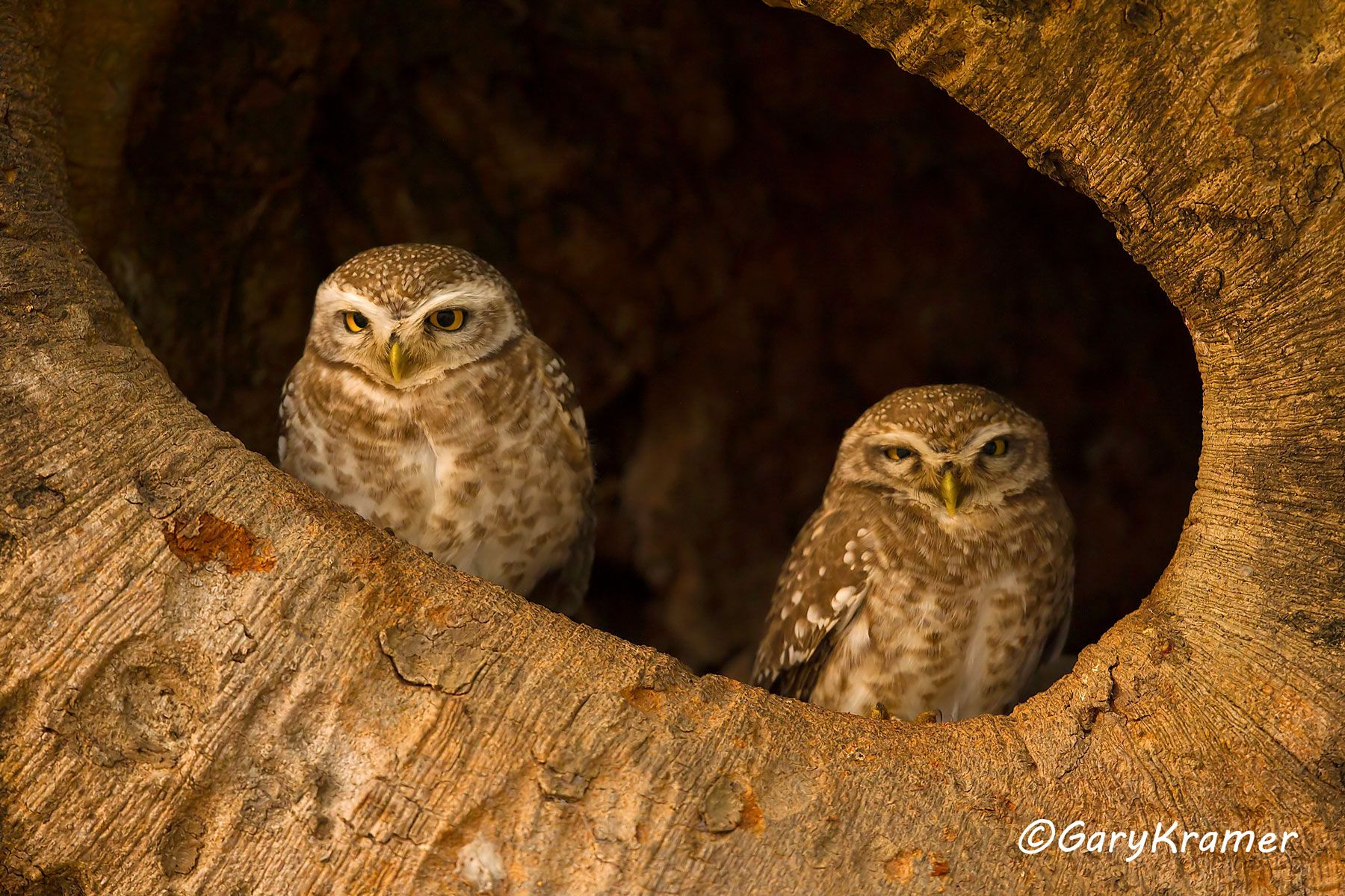 Spotted Owlet (Athene brama) - IBOs#023d
