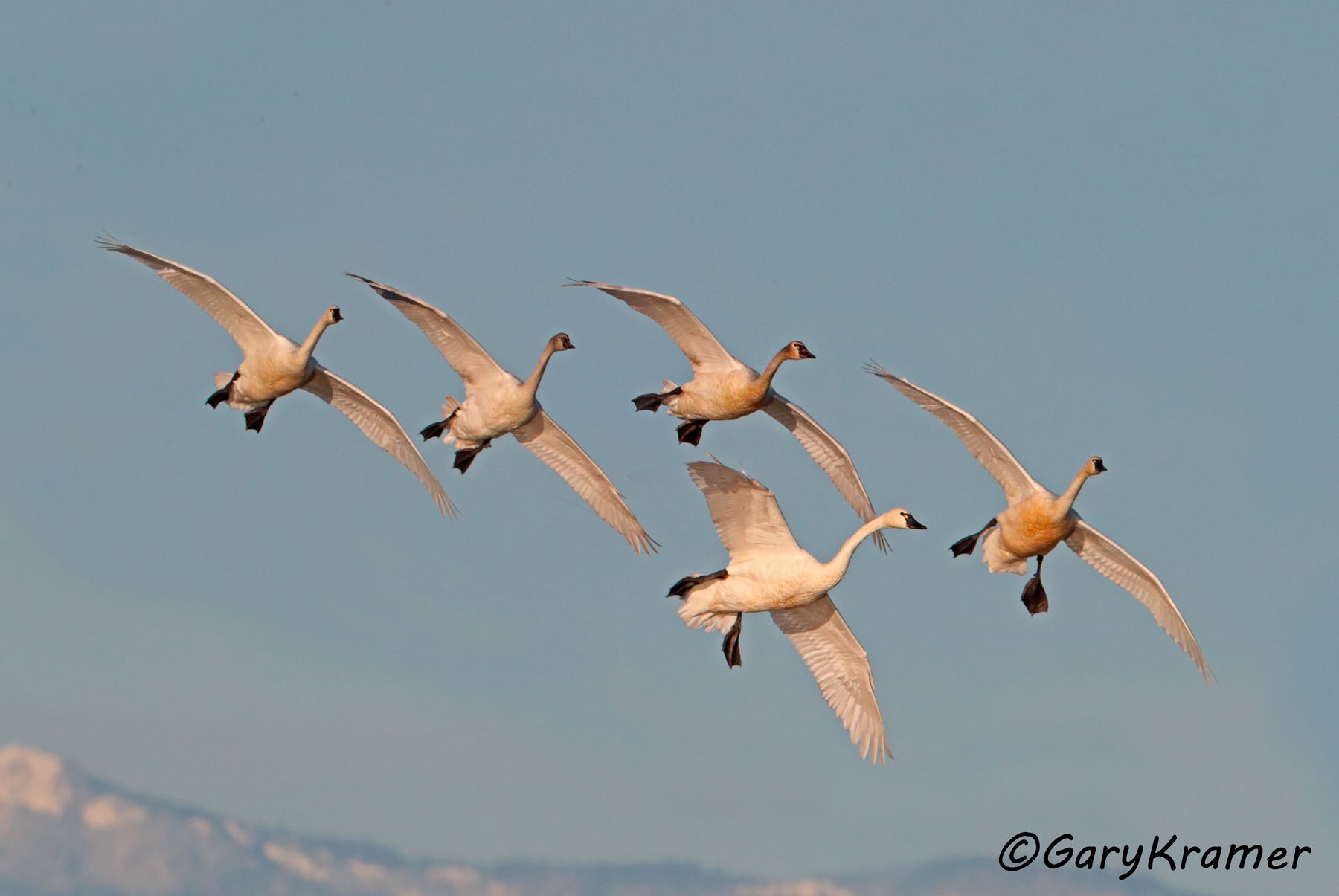 Tundra Swan (Cygnus columbianus)  Tundra Swan (Cygnus columbianus) - NBWT#453d(3)