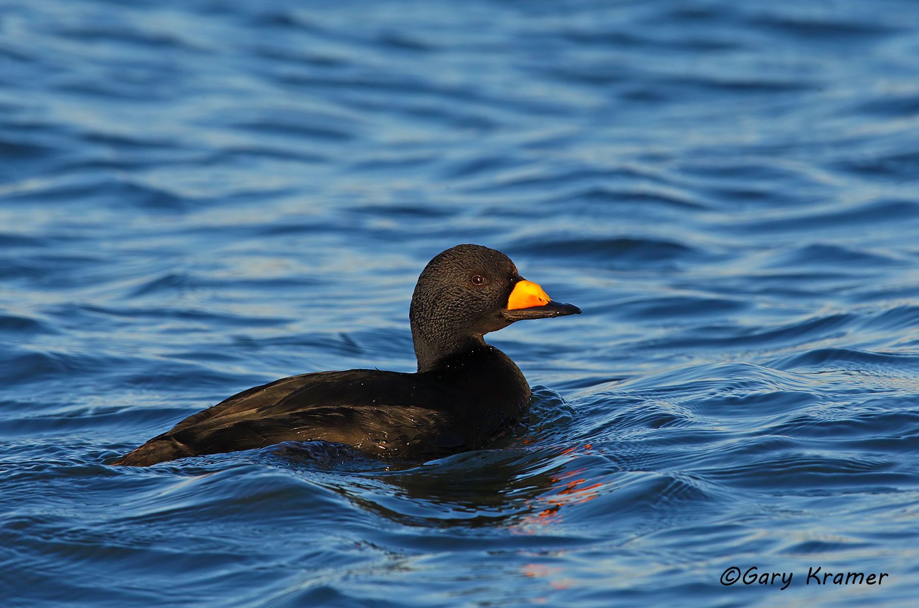 Black Scoter (Melanitta nigra) - NBWSb#117d