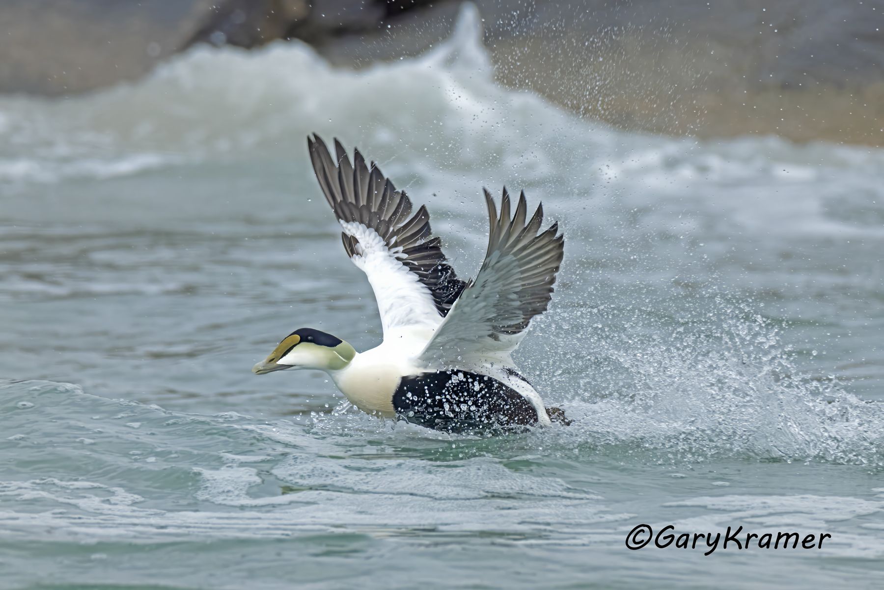 Common Eider (American) (Somateria mollissima) -NBWE#826d