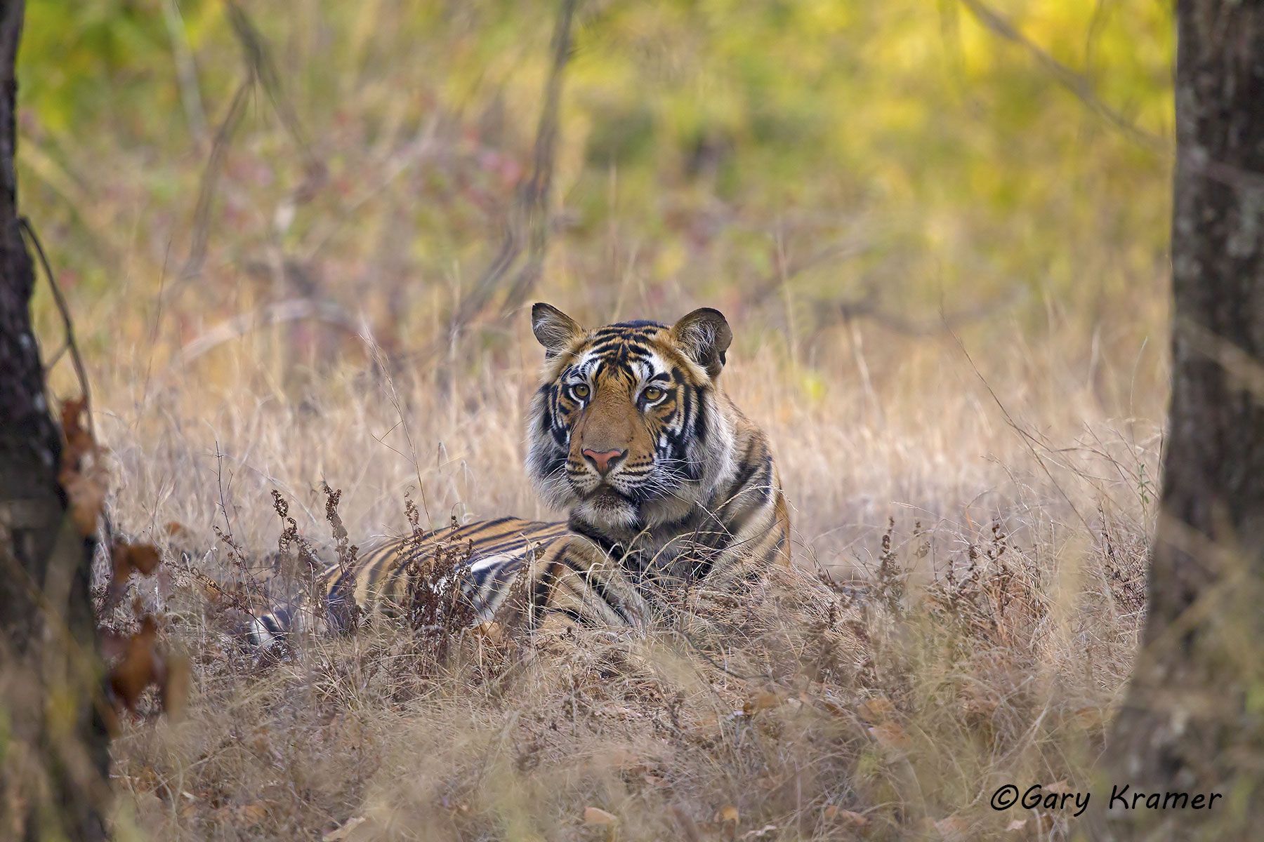 Tiger (Bengal) (Panthera tigrus tigrus) - AMTb#100d
