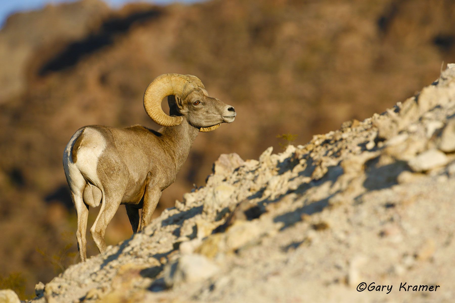 Desert Bighorn (Ovis canadensis nelsoni) by GaryKramer.net, 530-934-3873, gkramer@cwo.com Desert Bighorn (Ovis canadensis nelsoni) - NMSBd#682d