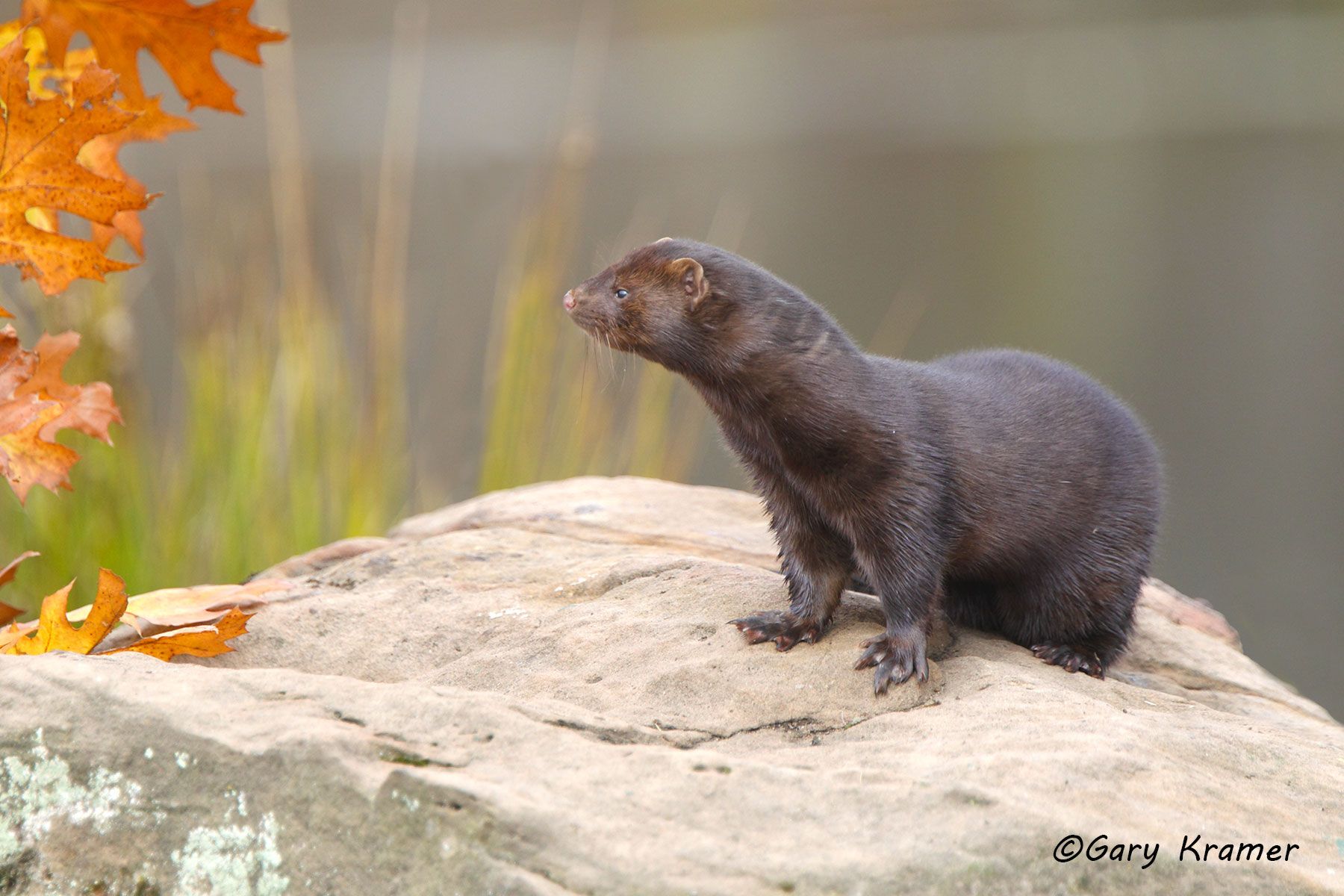 Mink (Mustela vison) by GaryKramer.net, 530-934-3873, gkramer@cwo.com - Published:  American Sportsman Calendar 2014 Mink (Mustela vison) - NMMk#244d