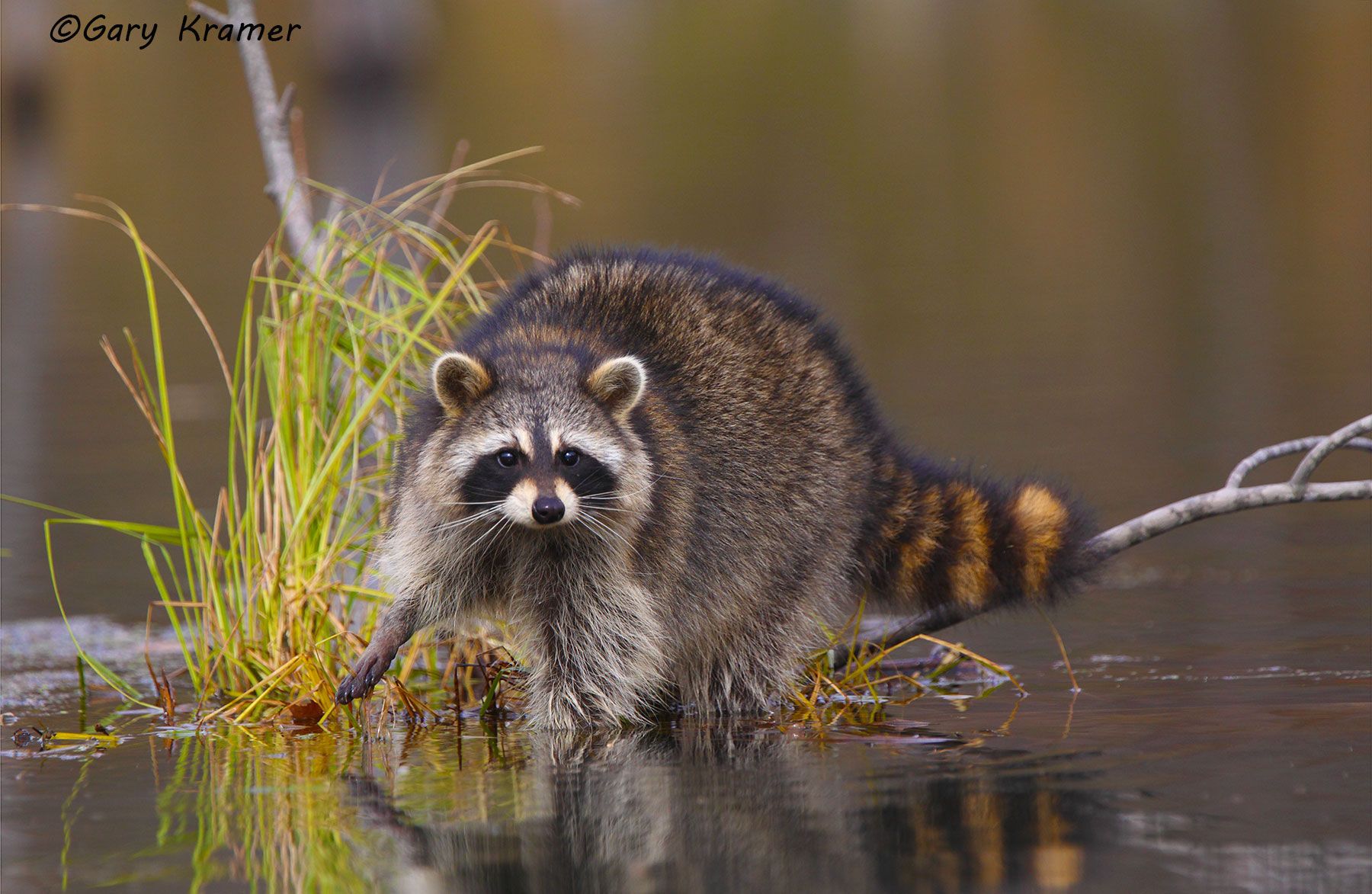 Raccoon (Procyon lotor) by GaryKramer.net, 530-934-3873, gkramer@cwo.com Raccoon (Procyon lotor) - NMMR#409d