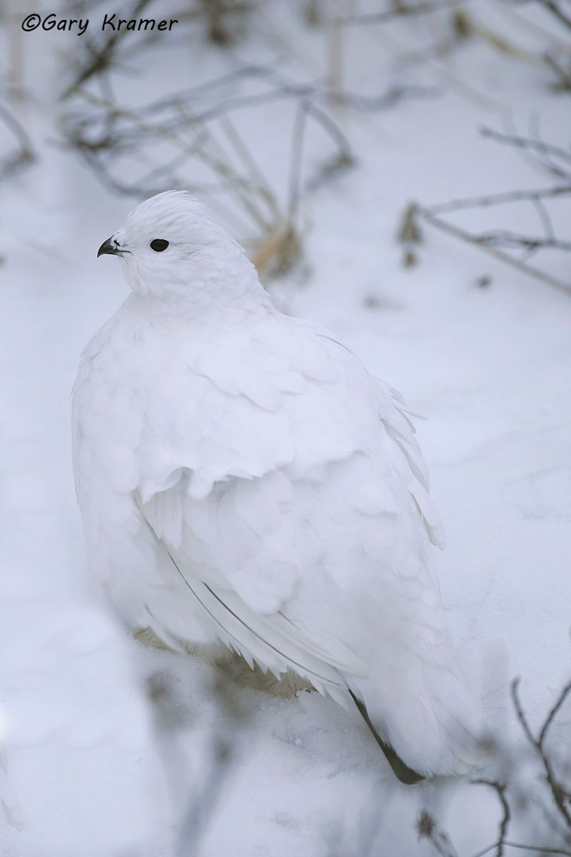 Willow Ptarmigan ( winter) (Lagopus lagopus) - NBGPww#014d