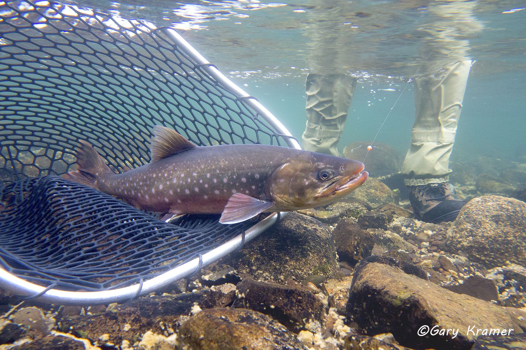 Arctic Char (Salvelinus alpinus)  - NFAAc#001d