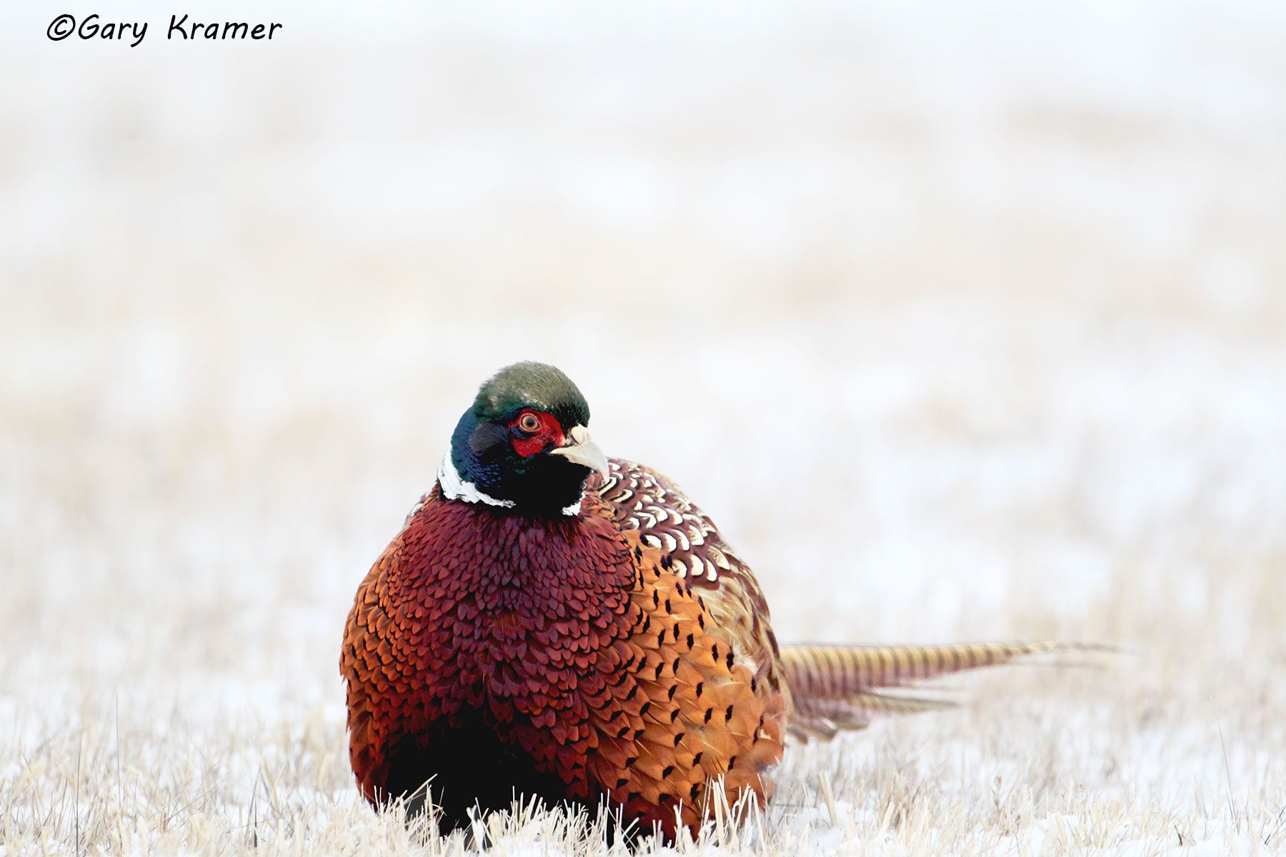 Ring-necked Pheasant (Phasianus colchicus) by GaryKramer.net, 530-934-3873, gkramer@cwo.com Ring-necked Pheasant (Phasianus colchicus) - NBGP#1453d