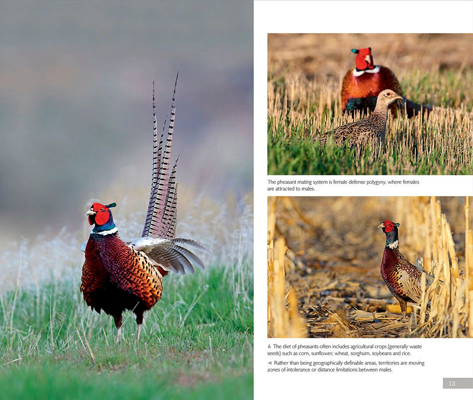 1r2_ring_necked_pheasant__page_7bx.jpg