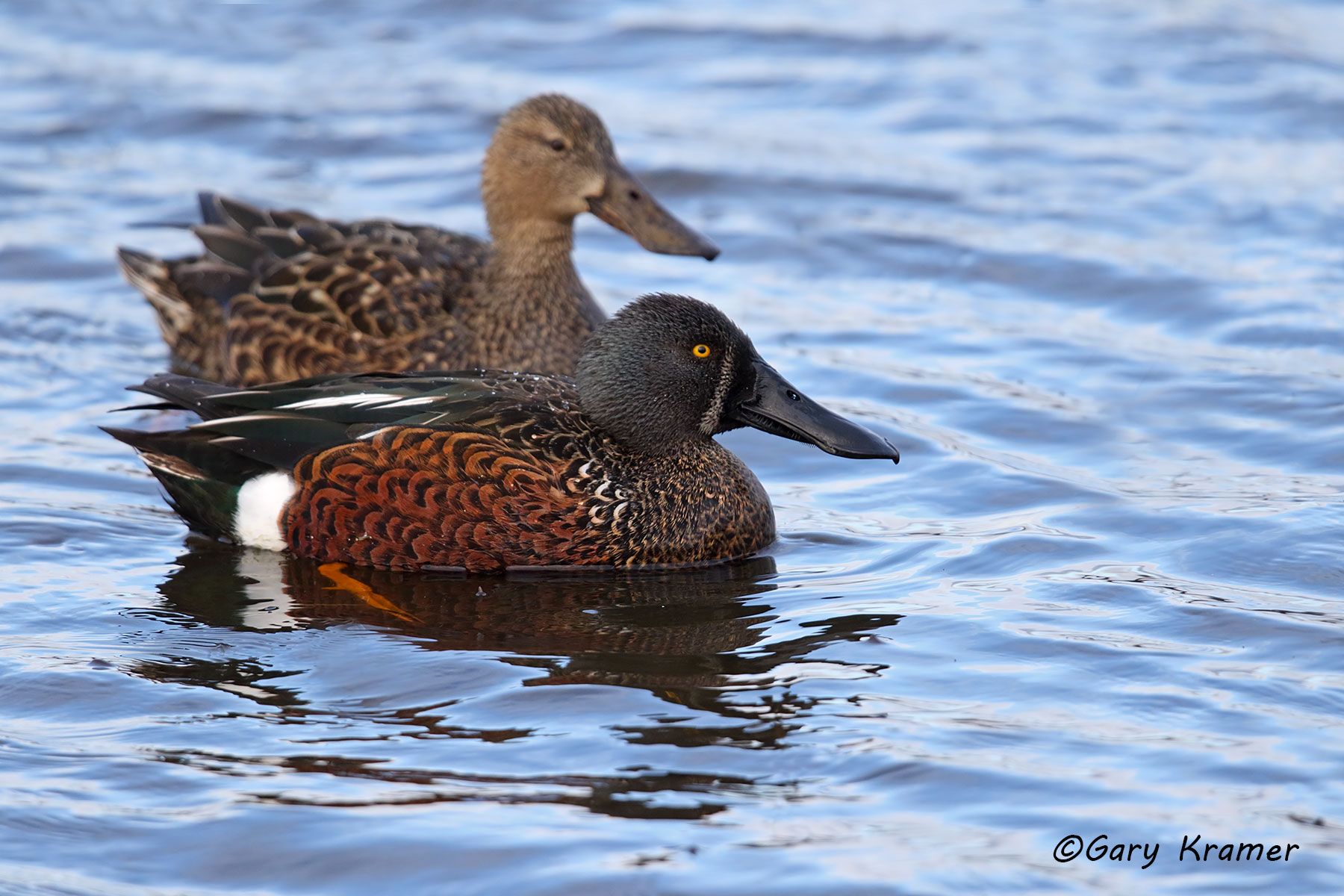 Australasian Shoveler (Anas rhynchotis) Australia - OBWS#030d