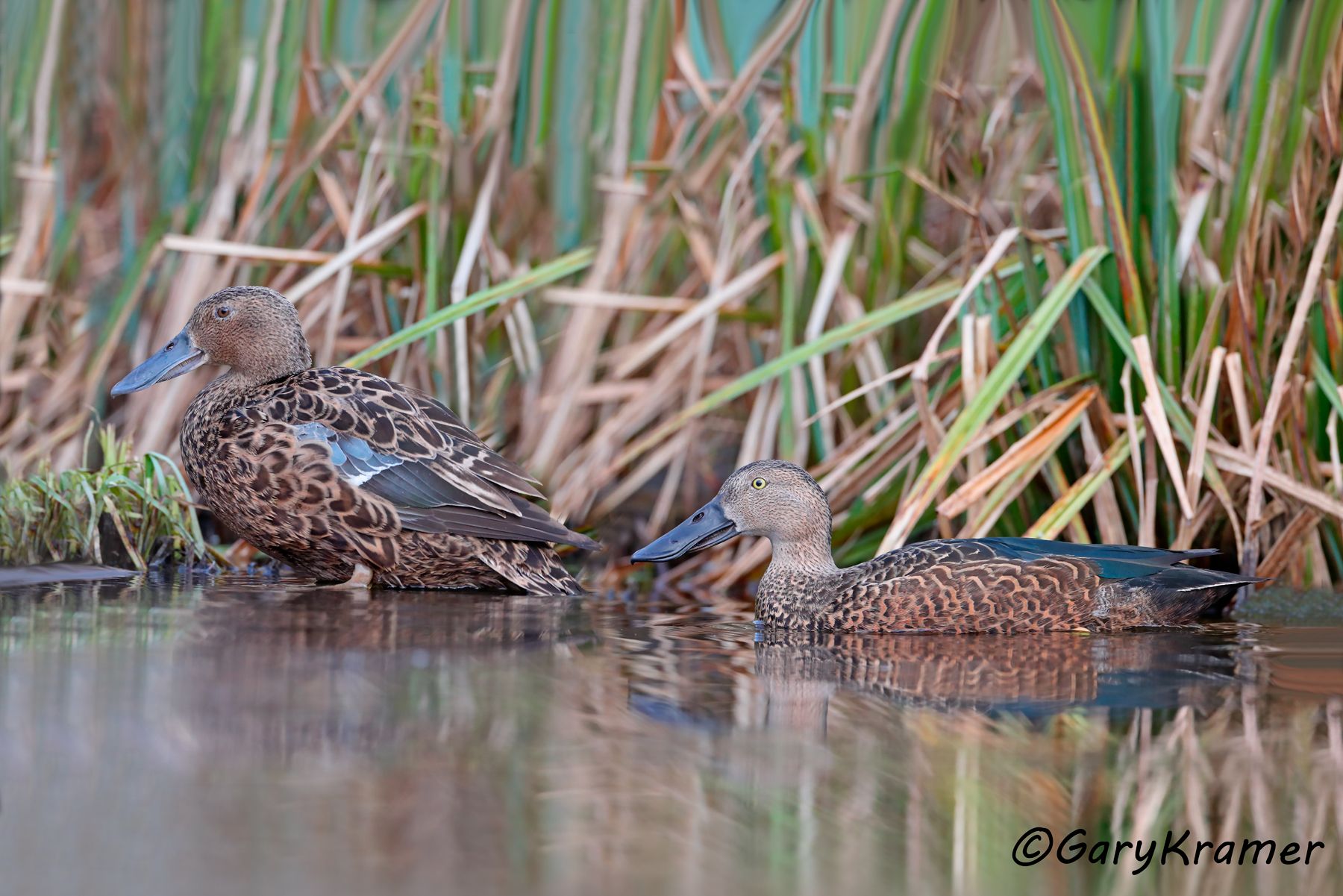 Cape Shoveler (Spatula smithii)  Cape Shoveler (Spatula smithii) - ABWScs#110d(2) (South Africa)
