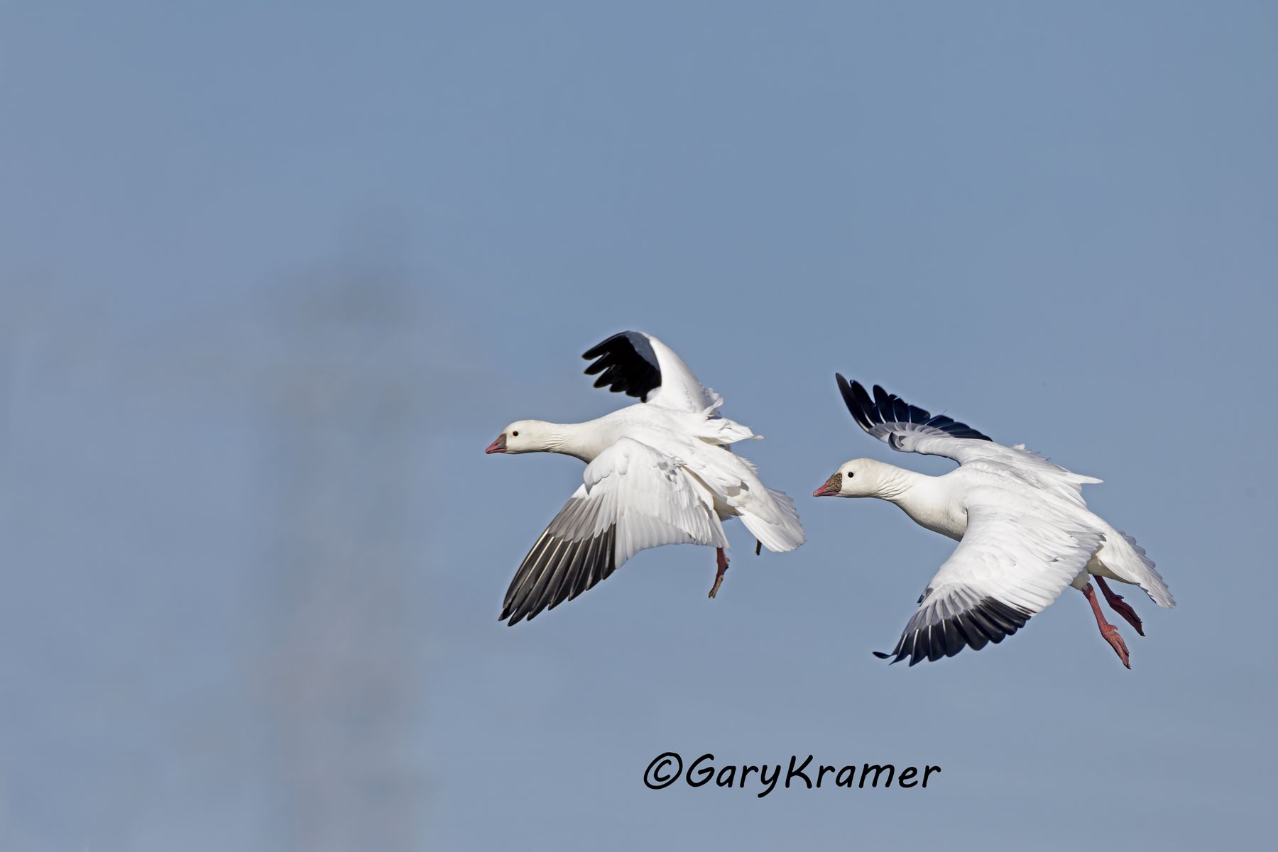 Ross's Goose (Chen rossii) - NBWRg#1546d