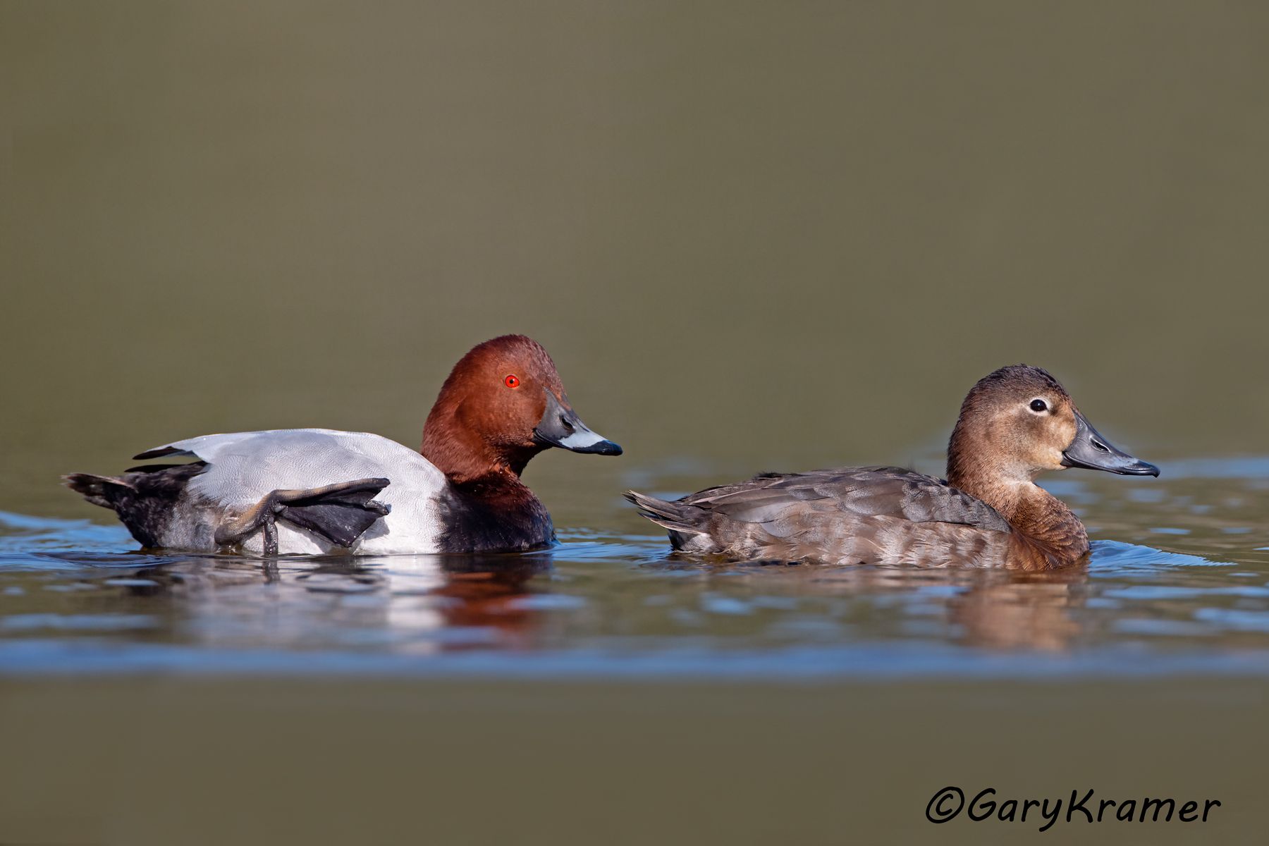 Common Pochard (Aythya ferina)  Common Pochard (Aythya ferina) - EBWP#291d(2)