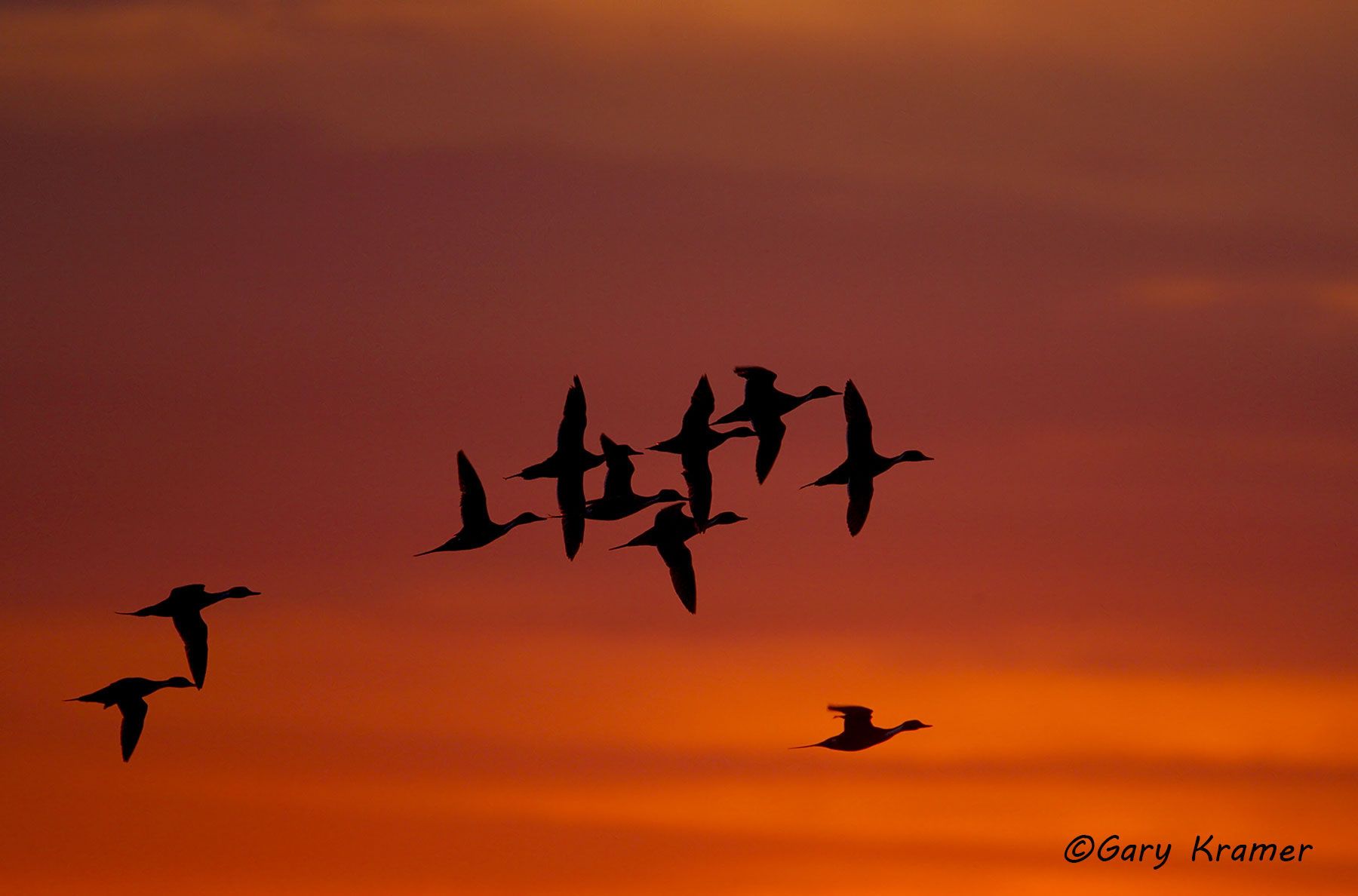 Northern Pintail (Anas acuta)  - NBWP#2084d