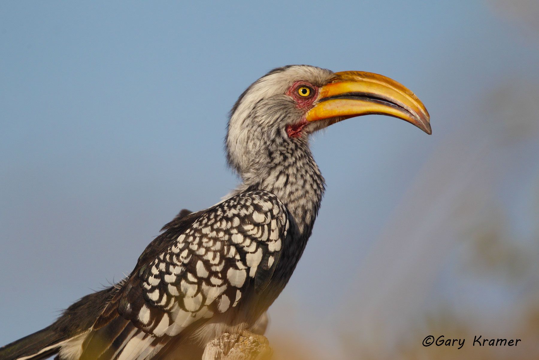 Yellow-billed Hornbill (Tockus flavirostris) Yellow-billed Hornbill (Tockus flavirostris) - ABHy#071d
