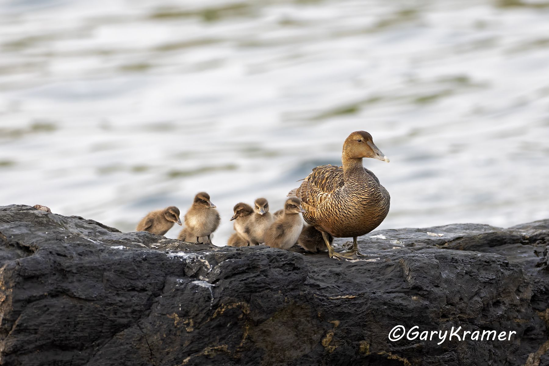 Common Eider (American) (Somateria mollissima) - NBWE#1119d