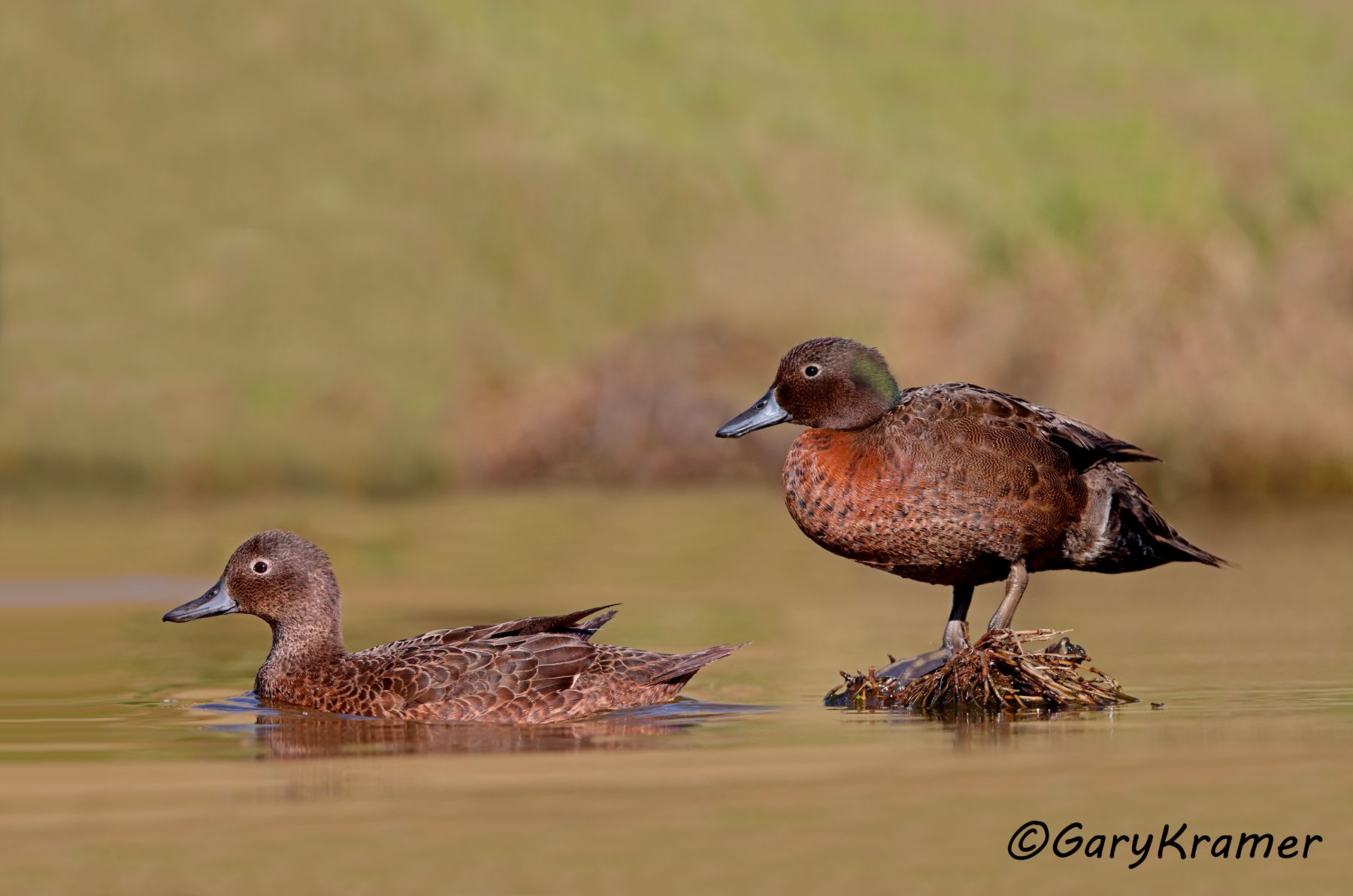 Brown Teal (Anas chlorotis) Brown Teal (Anas chlorotis) - OBWTb#279d(2)