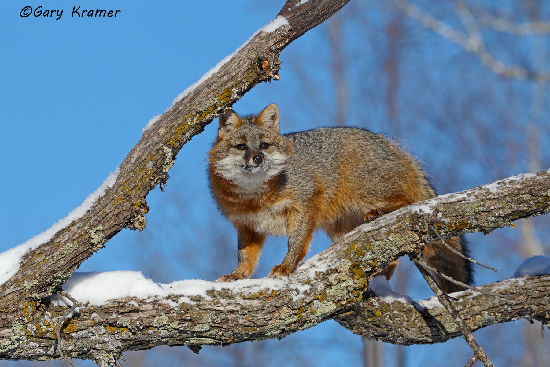 Gray Fox (Uricyon cinereoargenteus) - NMFg#385d