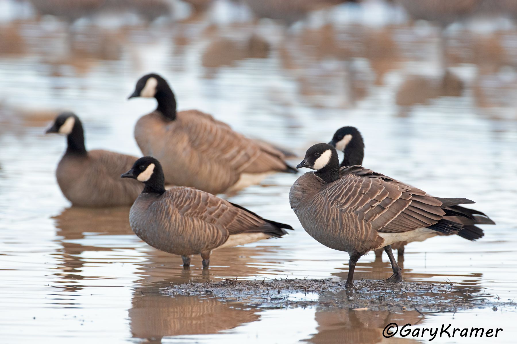 Cackling Goose (Pacific) (Anser hutchinsii minima) Cackling Goose (Pacific) (Anser hutchinsii minima) - NBWCc#051d