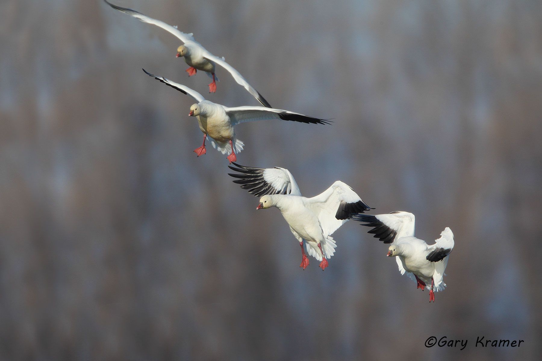 Ross's Goose (Anser rossii) - NBWRg#353d