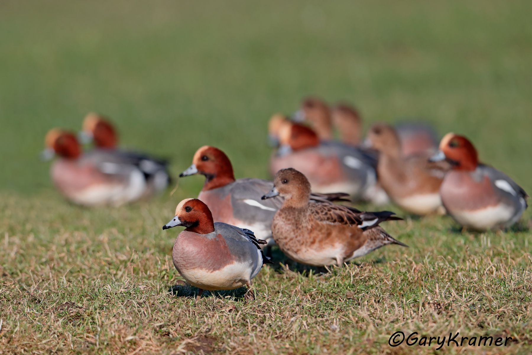 Eurasian Wigeon (Anas penelope) Eurasian Wigeon (Anas penelope) - EBWW#226d