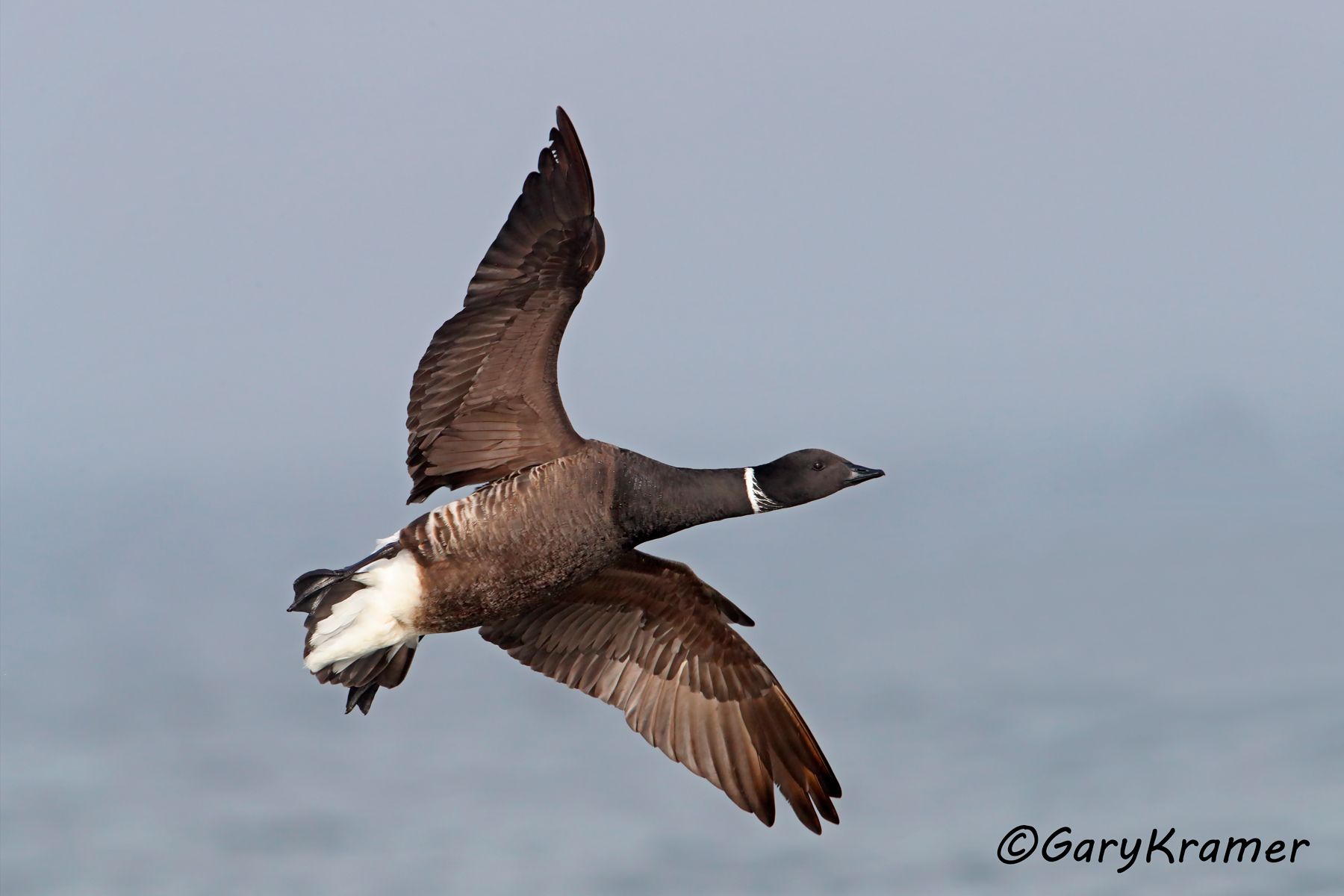 Black (Pacific) Brant (Branta bernicla nigricans) Black (Pacific) Brant (Branta bernicla nigricans) - NBWBp#704d