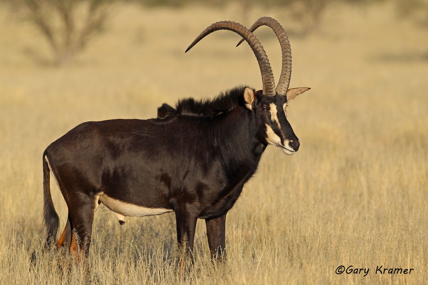 Kudu - Sable - Gemsbok - Gary Kramer Photographer / Writer