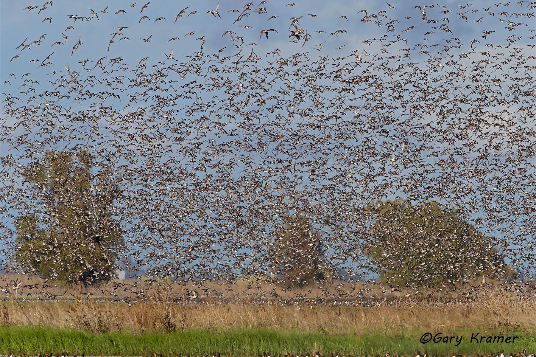 Northern Pintail (Anas acuta) - NBWP#7583d