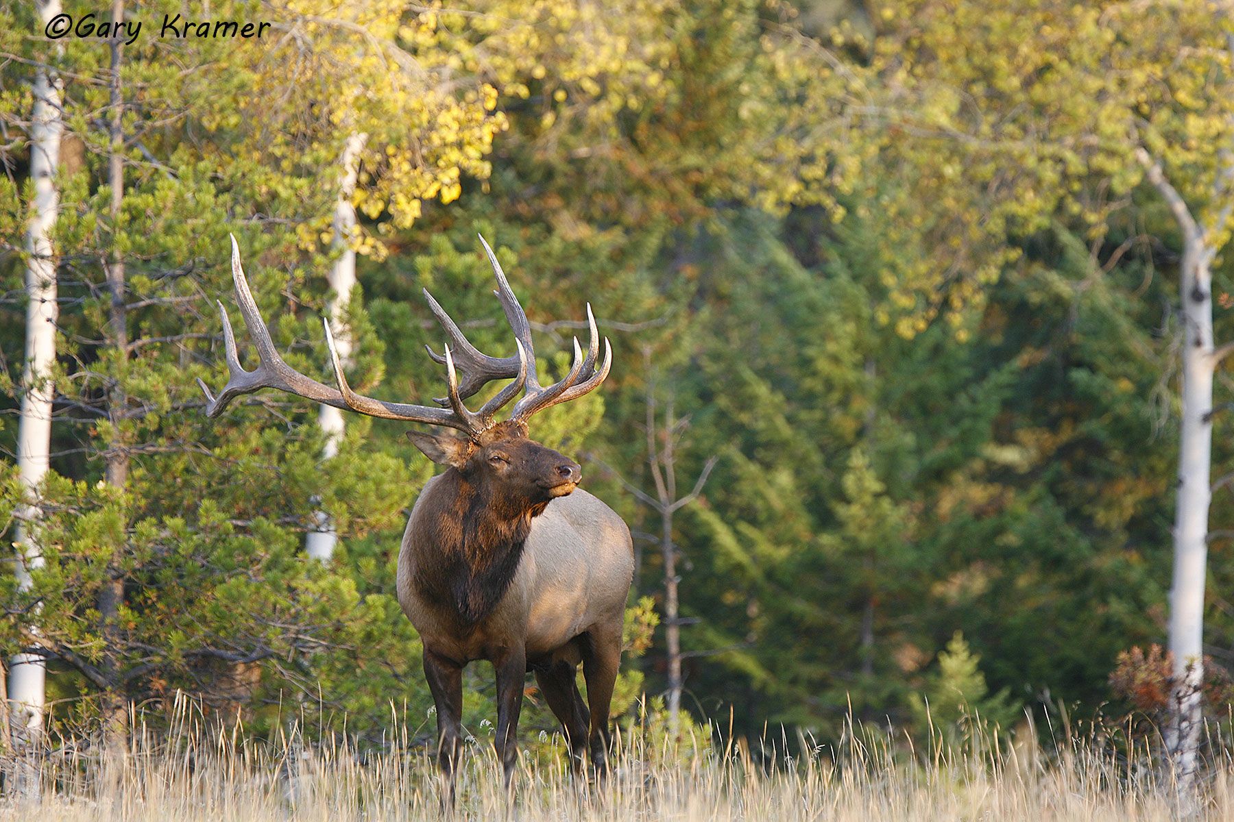 Rocky Mountain Elk (Cervus elaphus nelsoni) - NMERm#1033d