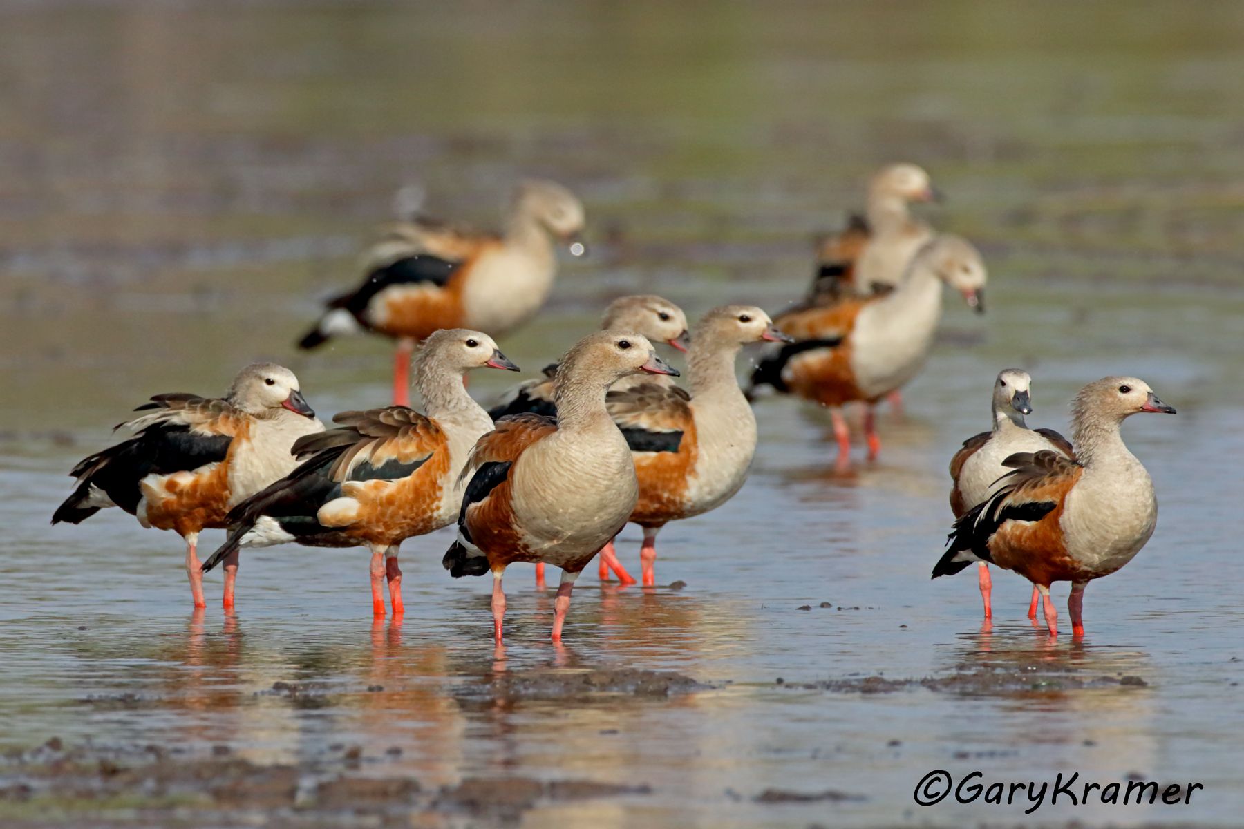 Orinoco Goose (Neochen jubata) - SBWGo#345d (Colombia)