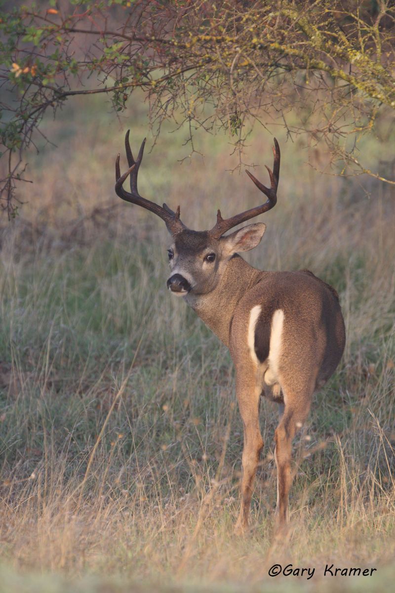 Black-tailed Deer (Odocoileus hemionus columbianus) by GaryKramer.net, 530-934-3873, gkramer@cwo.com Black-tailed Deer (Odocoileus h. columbianus) - NMDB#402d