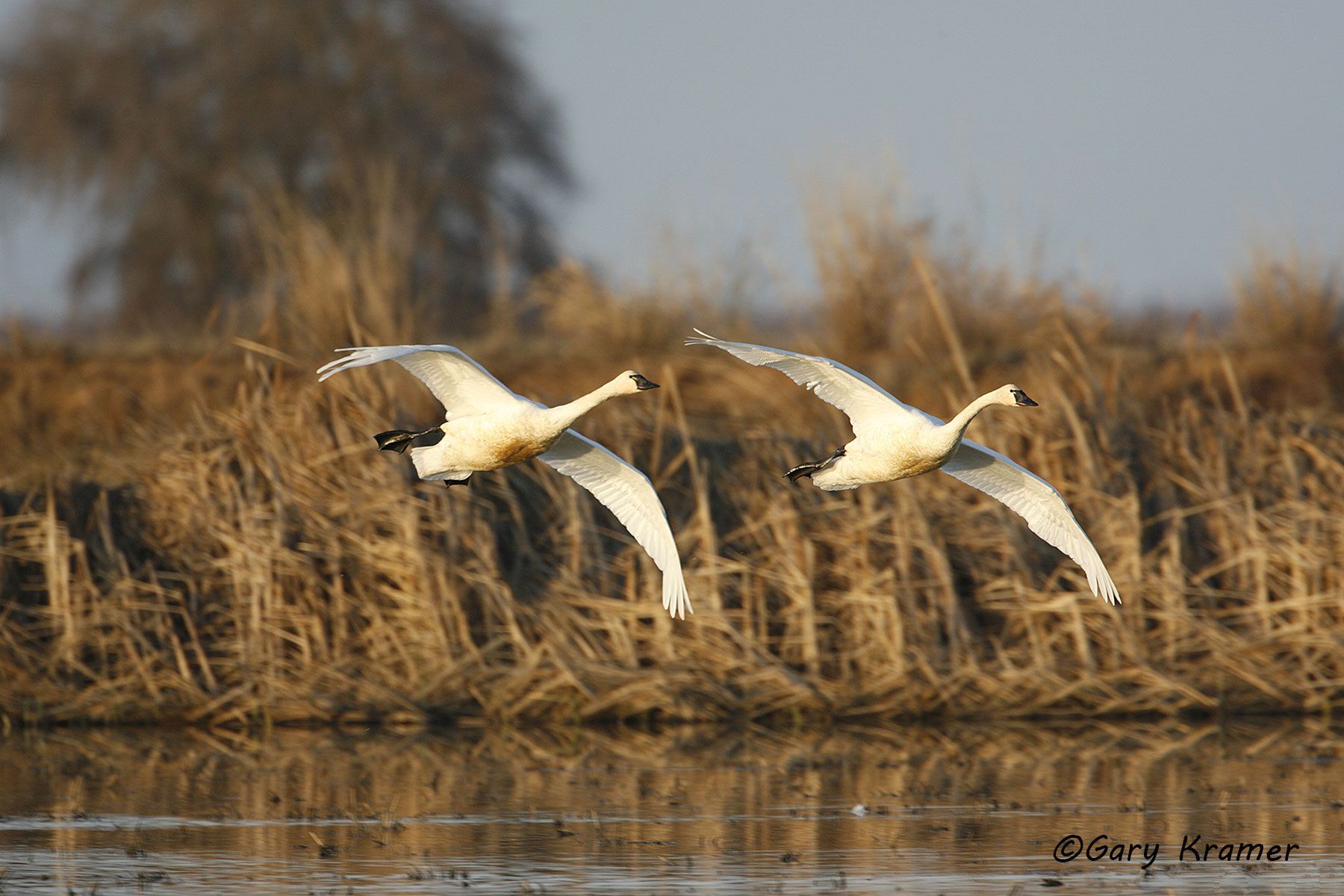 Tundra Swan (Cygnus columbianus) Tundra Swan (Cygnus columbianus) - NBWT#188d