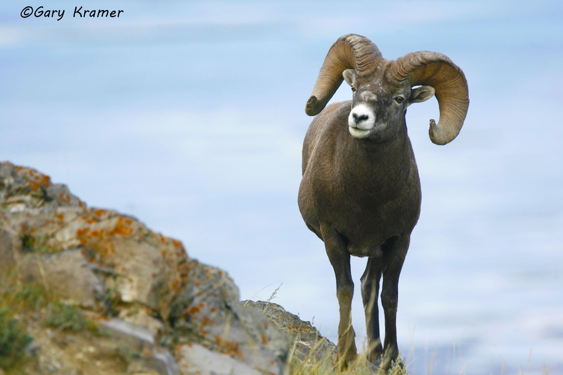 Rocky Mountain Bighorn (Ovis canadensis canadensis) by GaryKramer.net, 530-934-3873, gkramer@cwo.com Rocky Mountain Bighorn (Ovis canadensis canadensis) - NMSBr#606d
