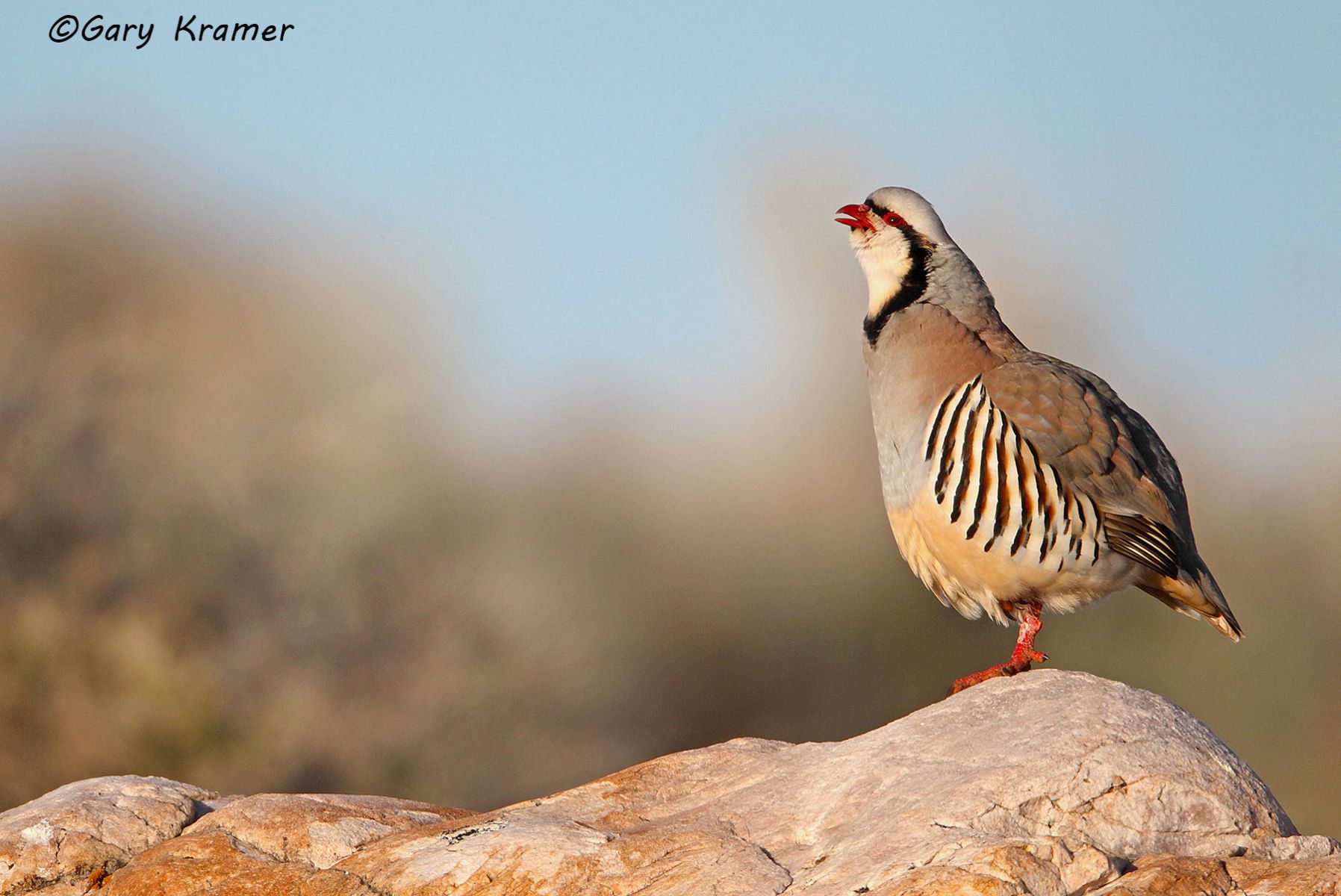 Chukar (Alectoris chukar) Chukar (Alectoris chukar) - NBGC#333d