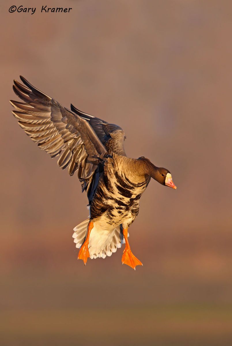 White-fronted Goose (Anser albifrons) - NBWWf#1853d(2)