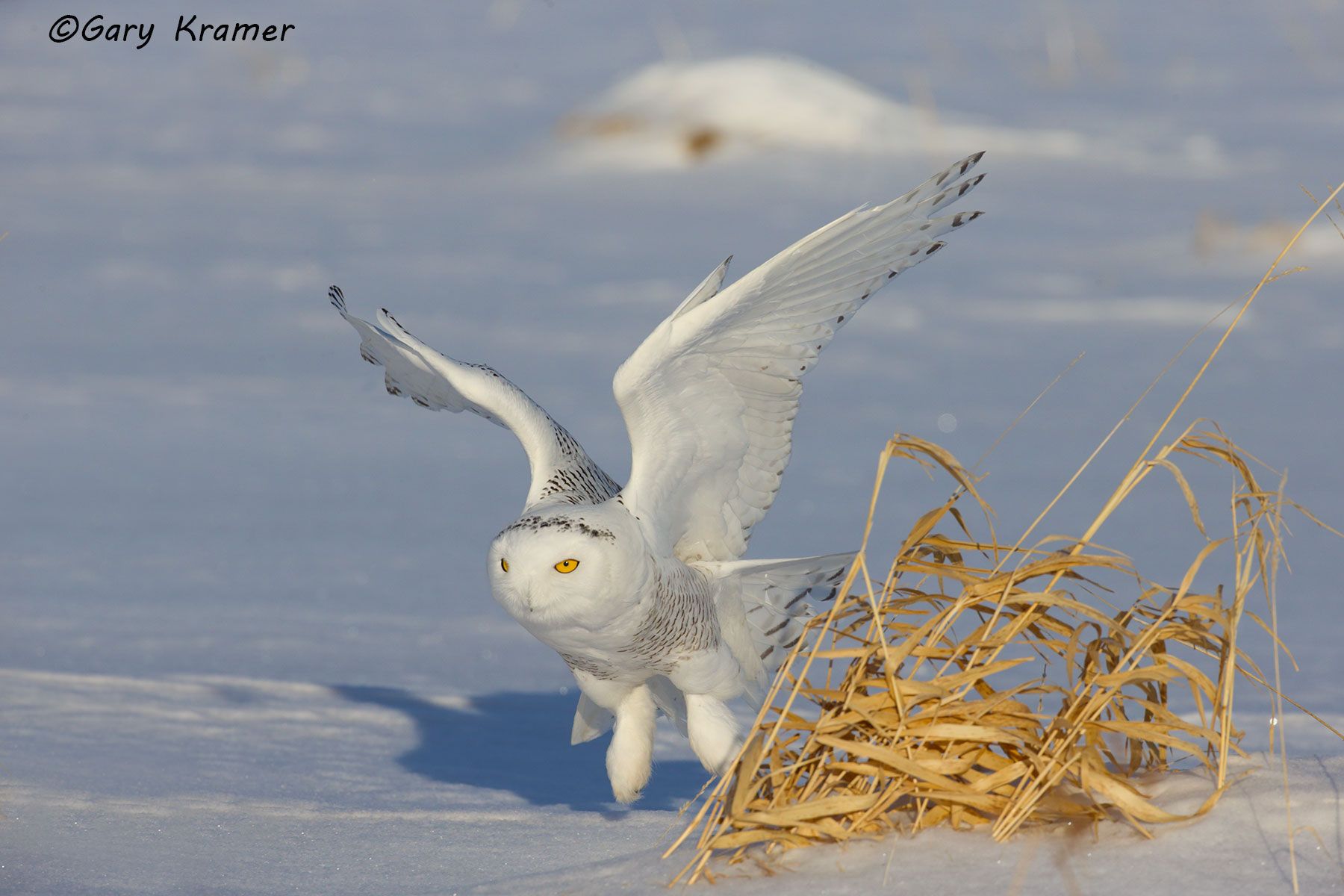 Snowy Owl (Nyctea scandiaca) - NBOS#216d