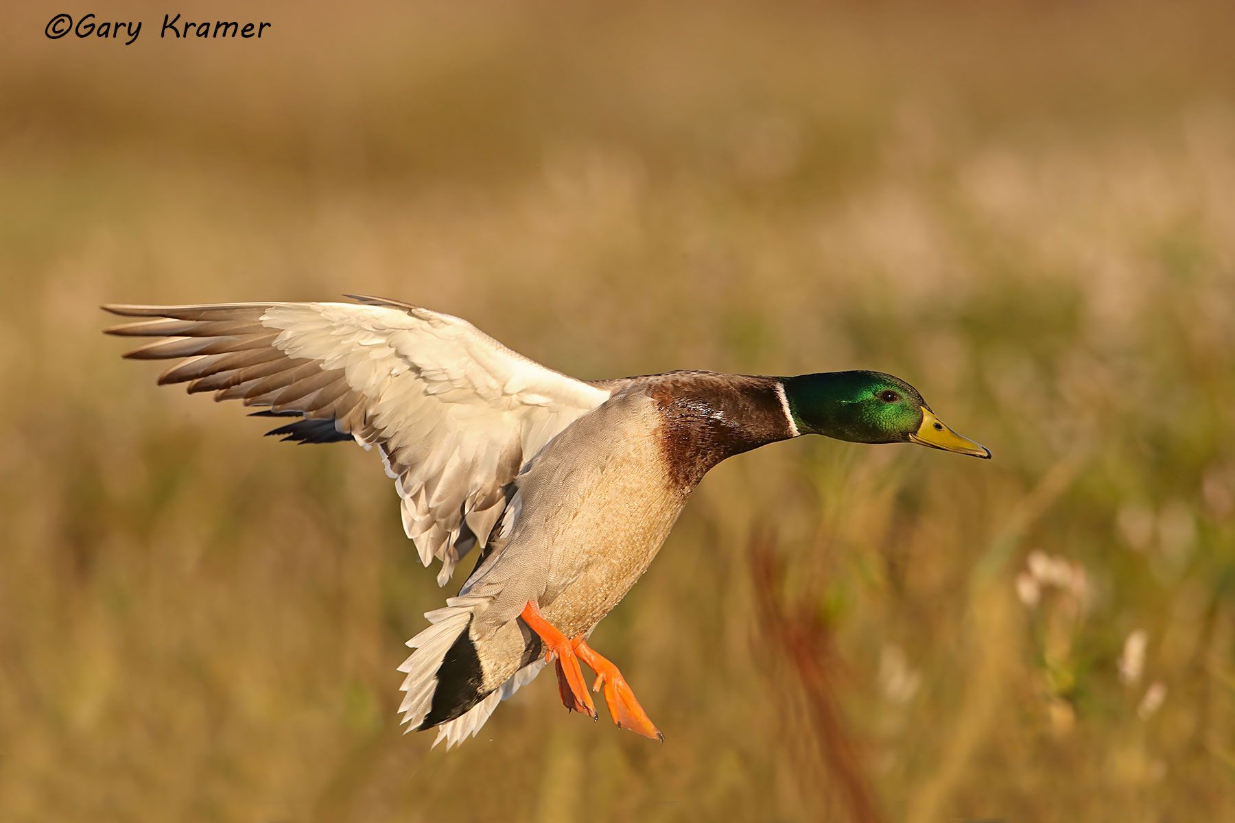 Mallard (Anas platyrhynchos) Mallard (Anas platyrhynchos) - NBWM#3912d