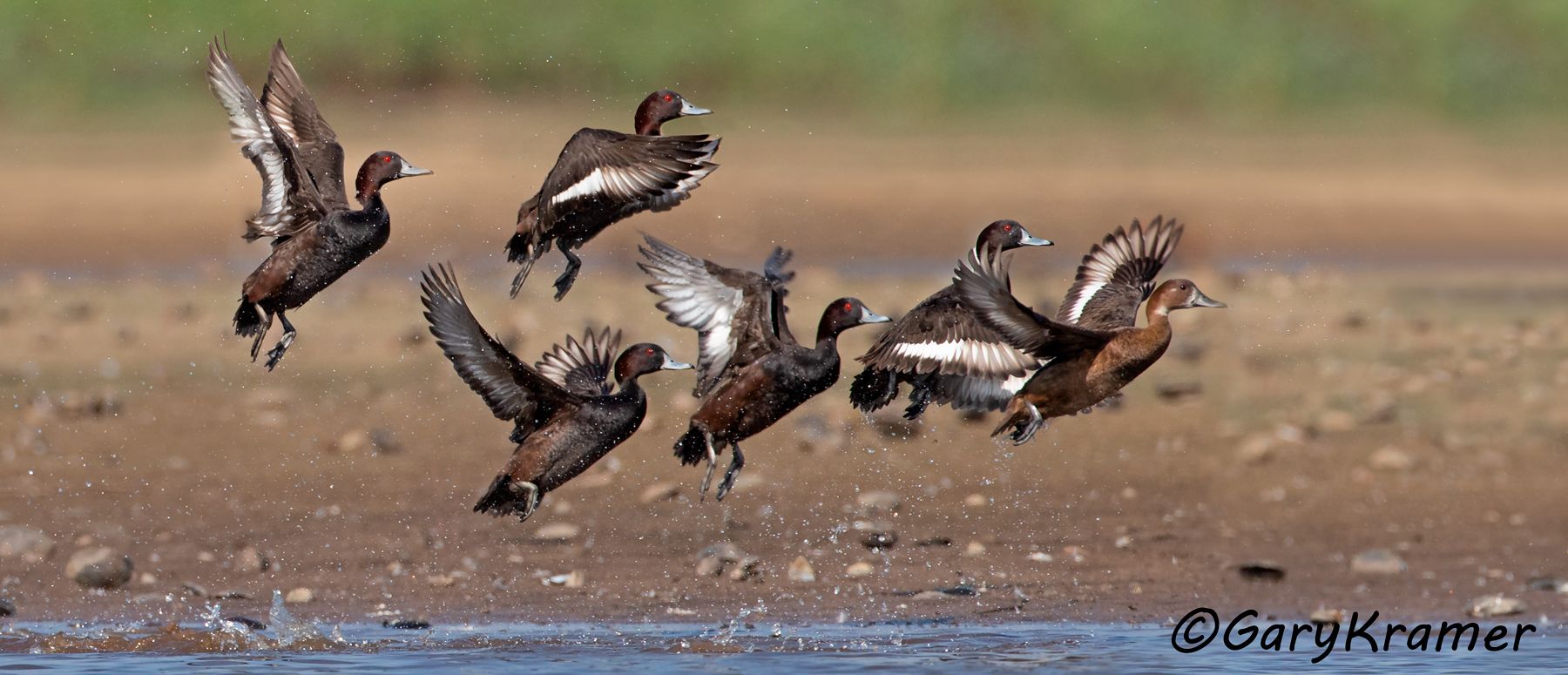 Southern Pochard (Netta erythrophthalma) - EBWPs#179d(P)