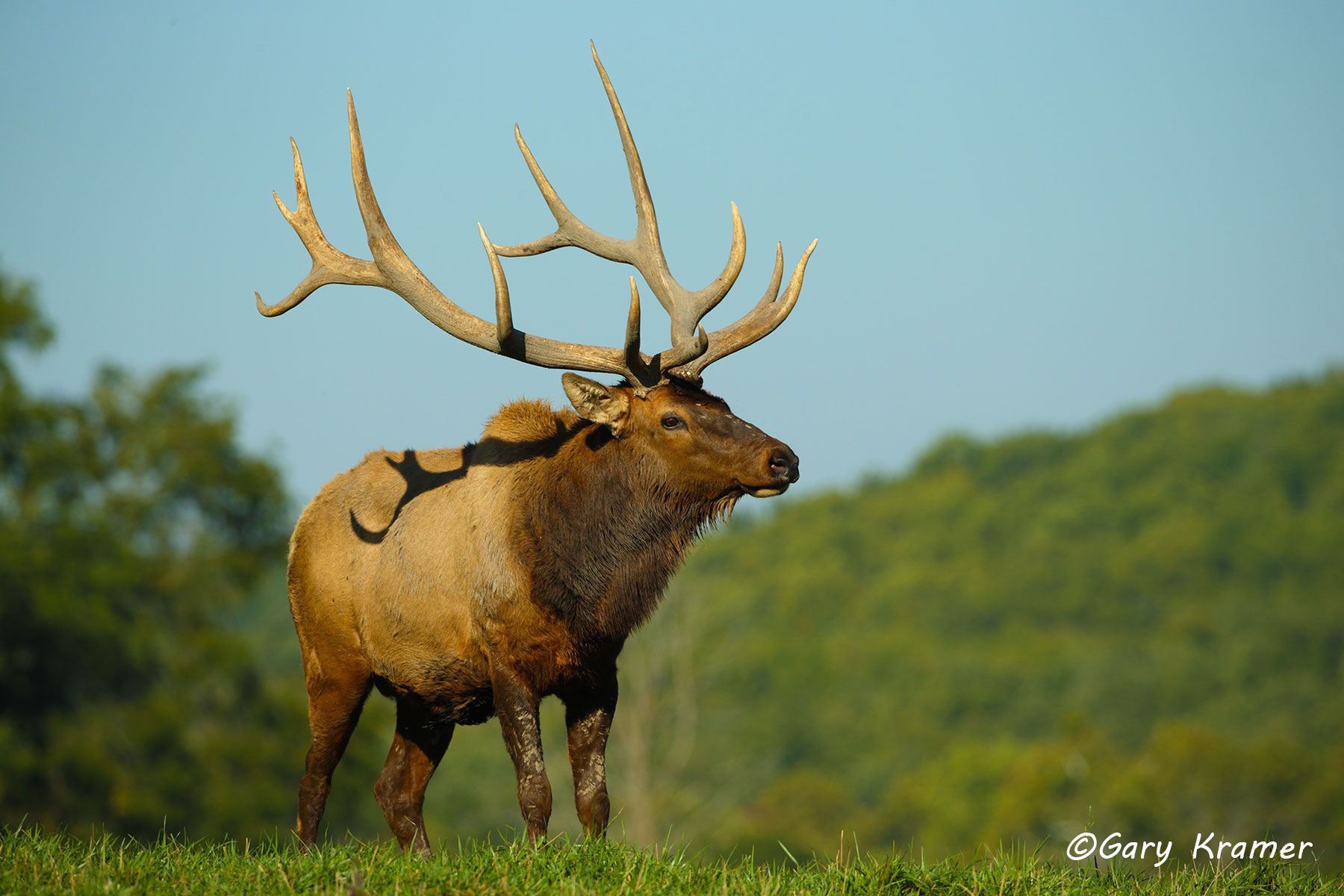 Rocky Mountain Elk (Cervus elaphus nelsoni) - NMERm#2269d