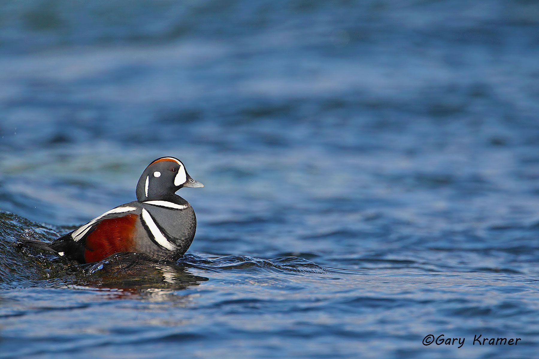Harlequin Duck (Histrionicus histrionicus) Harlequin Duck (Histrionicus histrionicus) - NBWH#180d